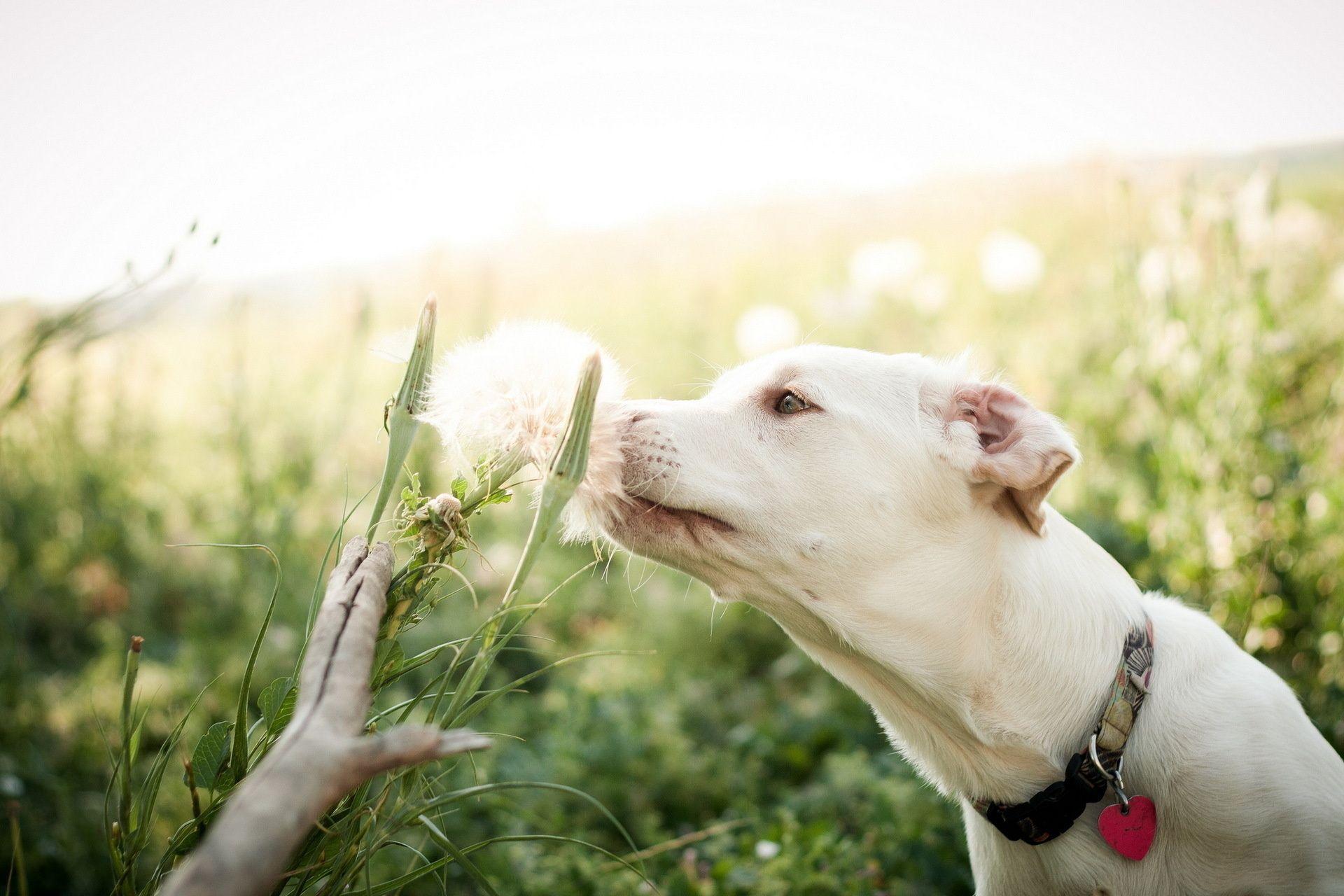 1920x1280 Dog HD Wallpaper