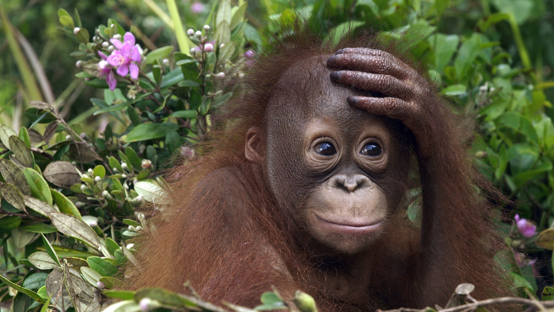 1920x1080 Photo monkey Animals 1920x1080