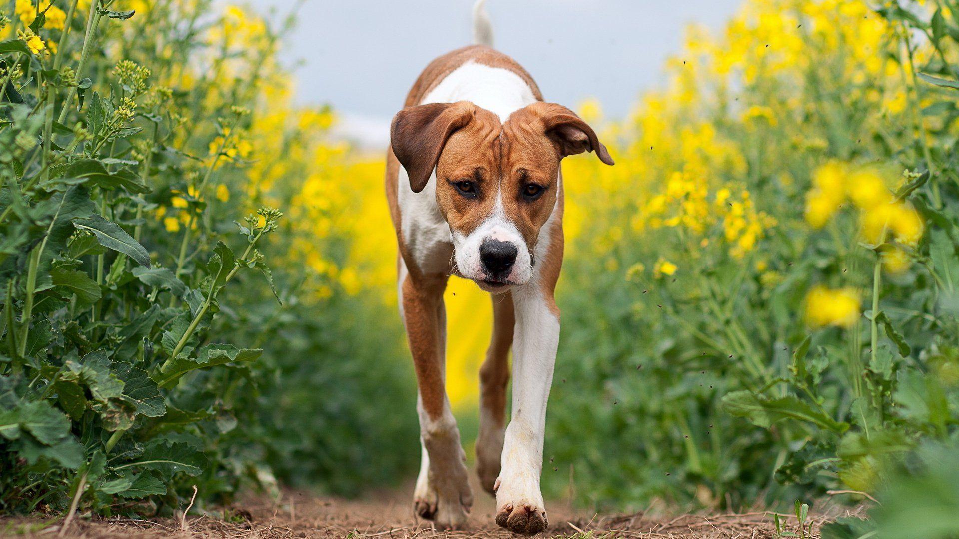 1920x1080 Dog animal friendly puppy cute dogs wallpaperx1080