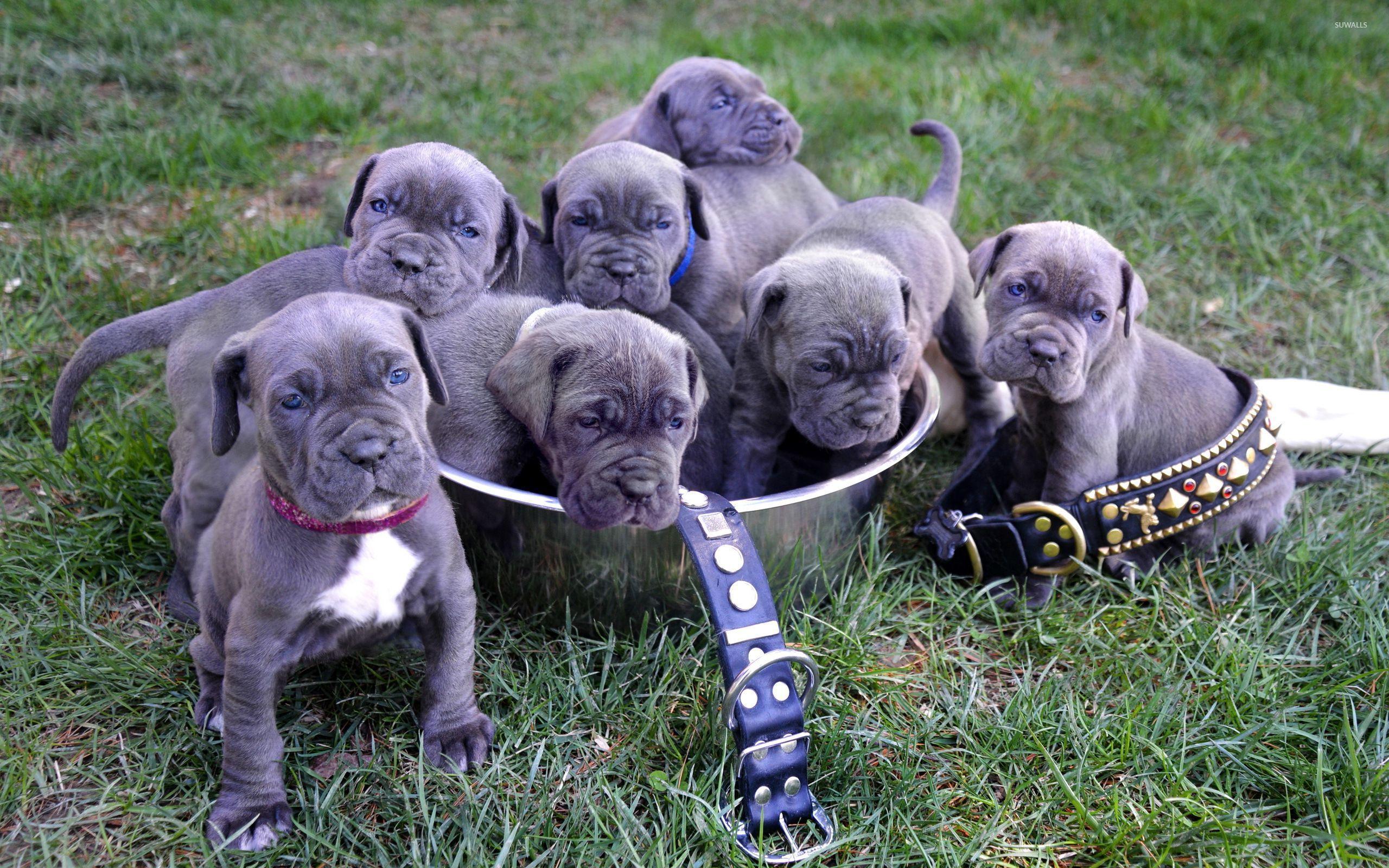 2560x1600 Cute Boxer puppies wallpaper wallpaper