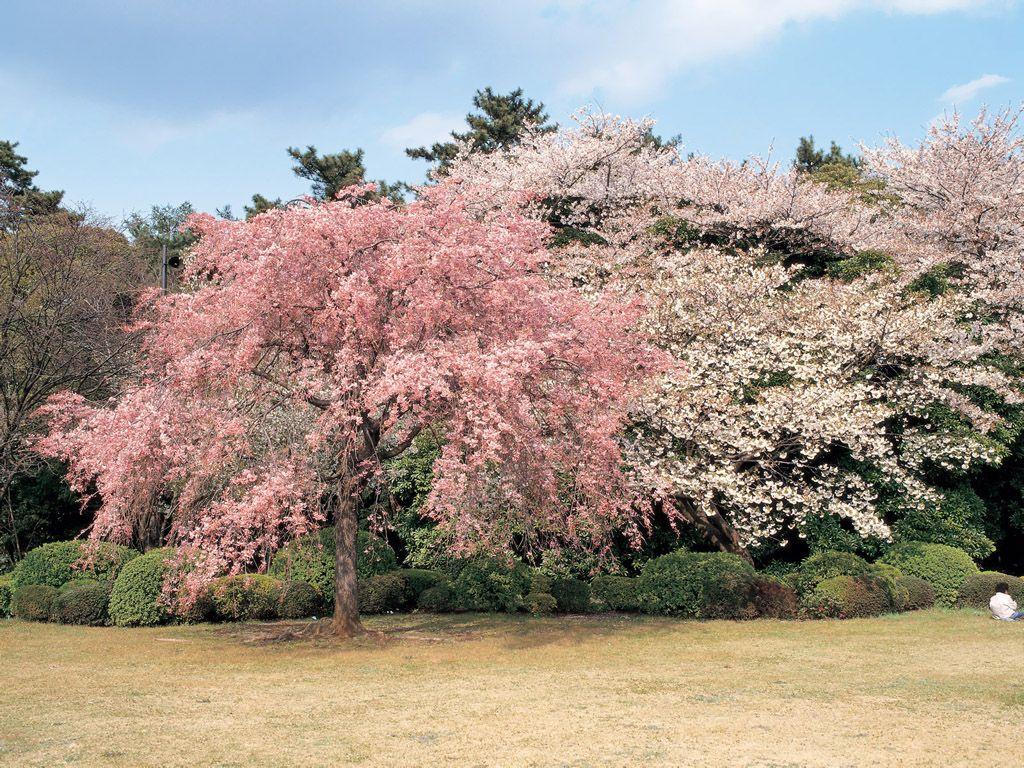 1024x768 The beautiful Korea Scenery NO.4 Desktop Wallpaper