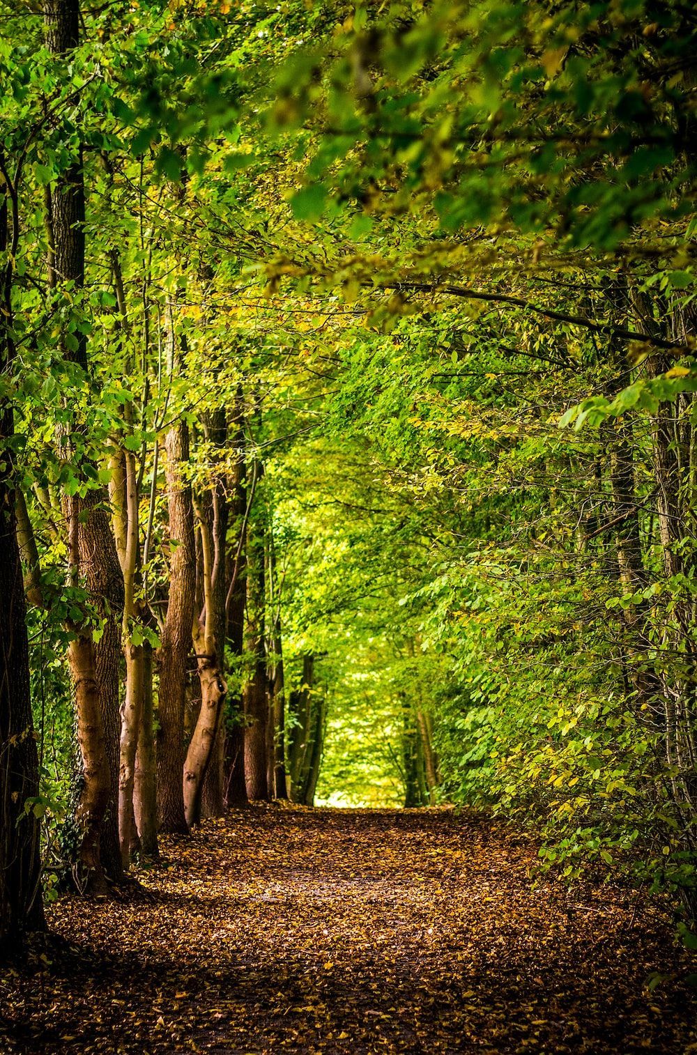 1000x1514 Forest Tree Picture. Download Free Image