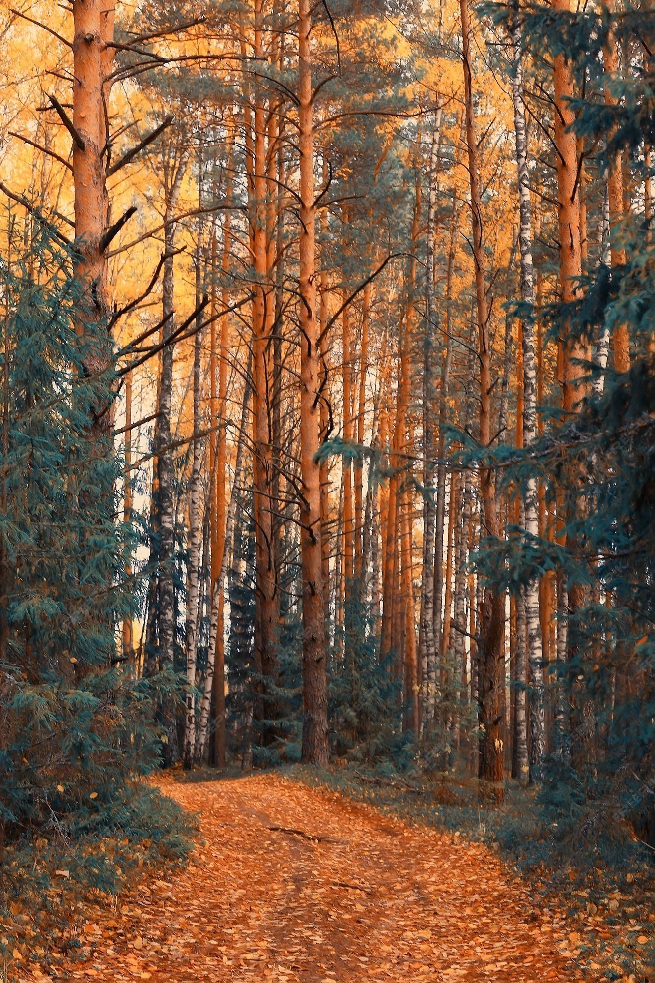 1333x2000 Premium Photo. Golden autumn forest landscape, mixed forest view, taiga, nature in october