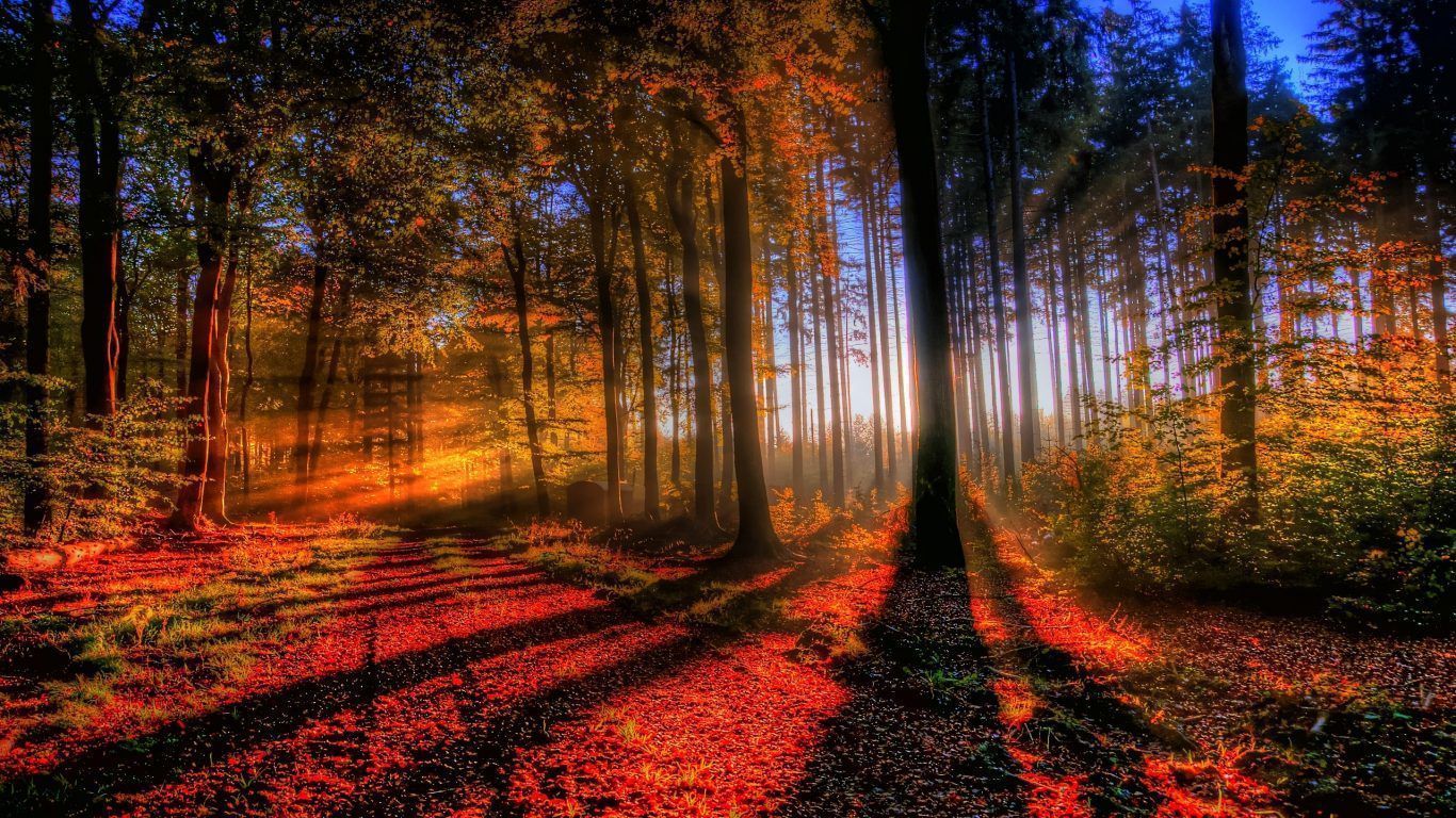 1366x768 So Beautiful Forest View !!!!