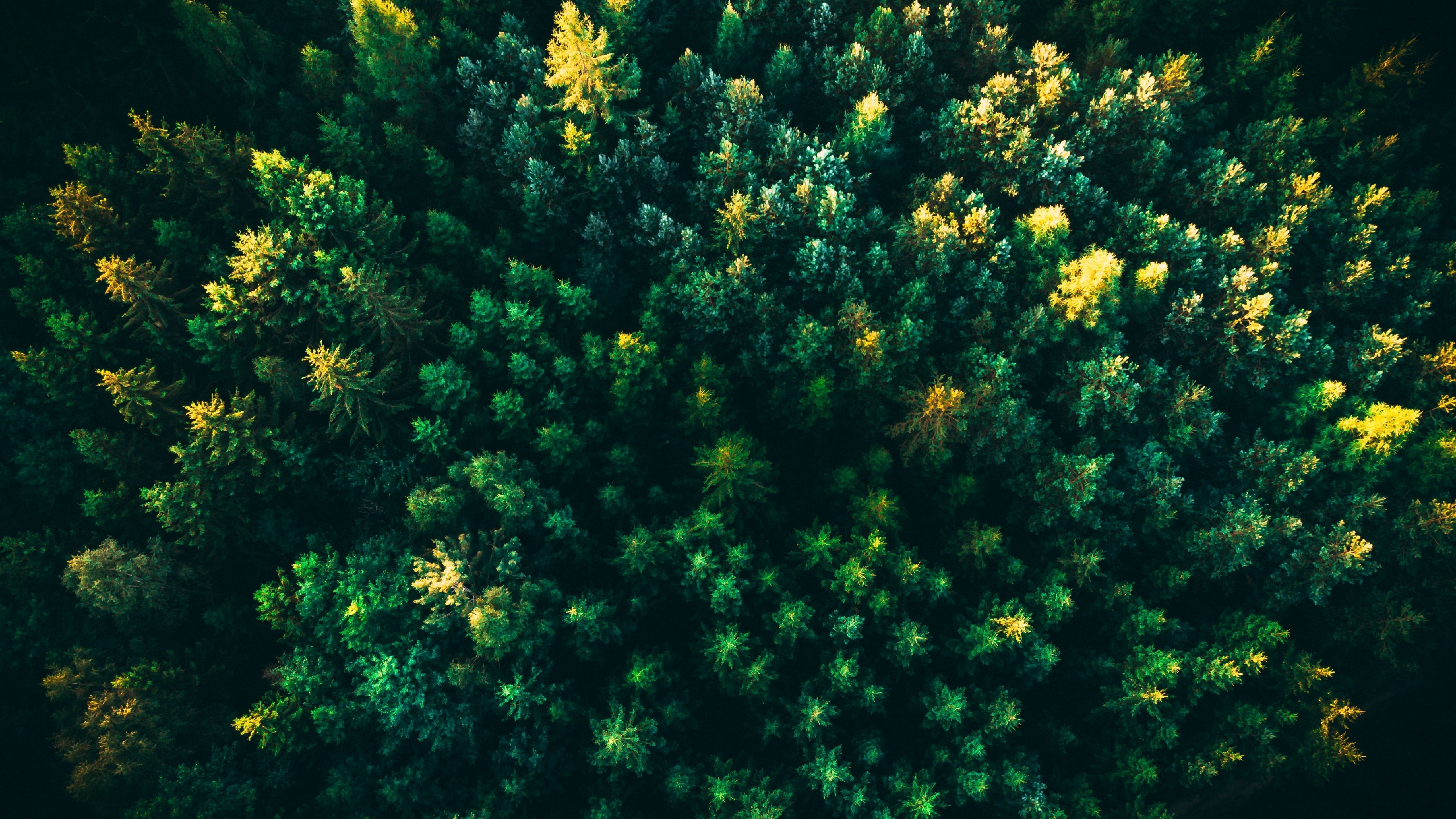 5120x2880 Green Trees Wallpaper 4K, Forest, Aerial view, Greenery