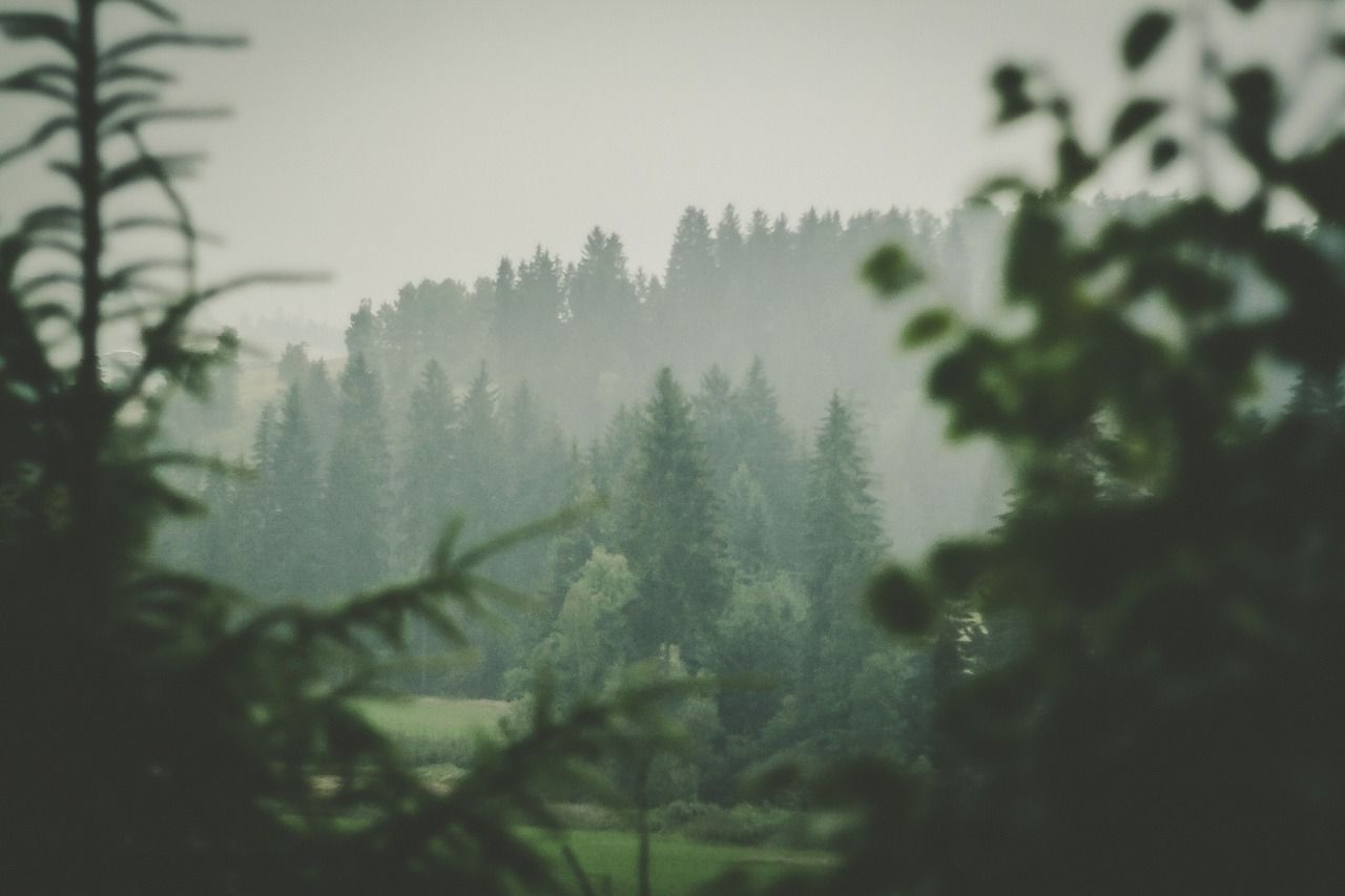 1280x853 Forest View Rainy