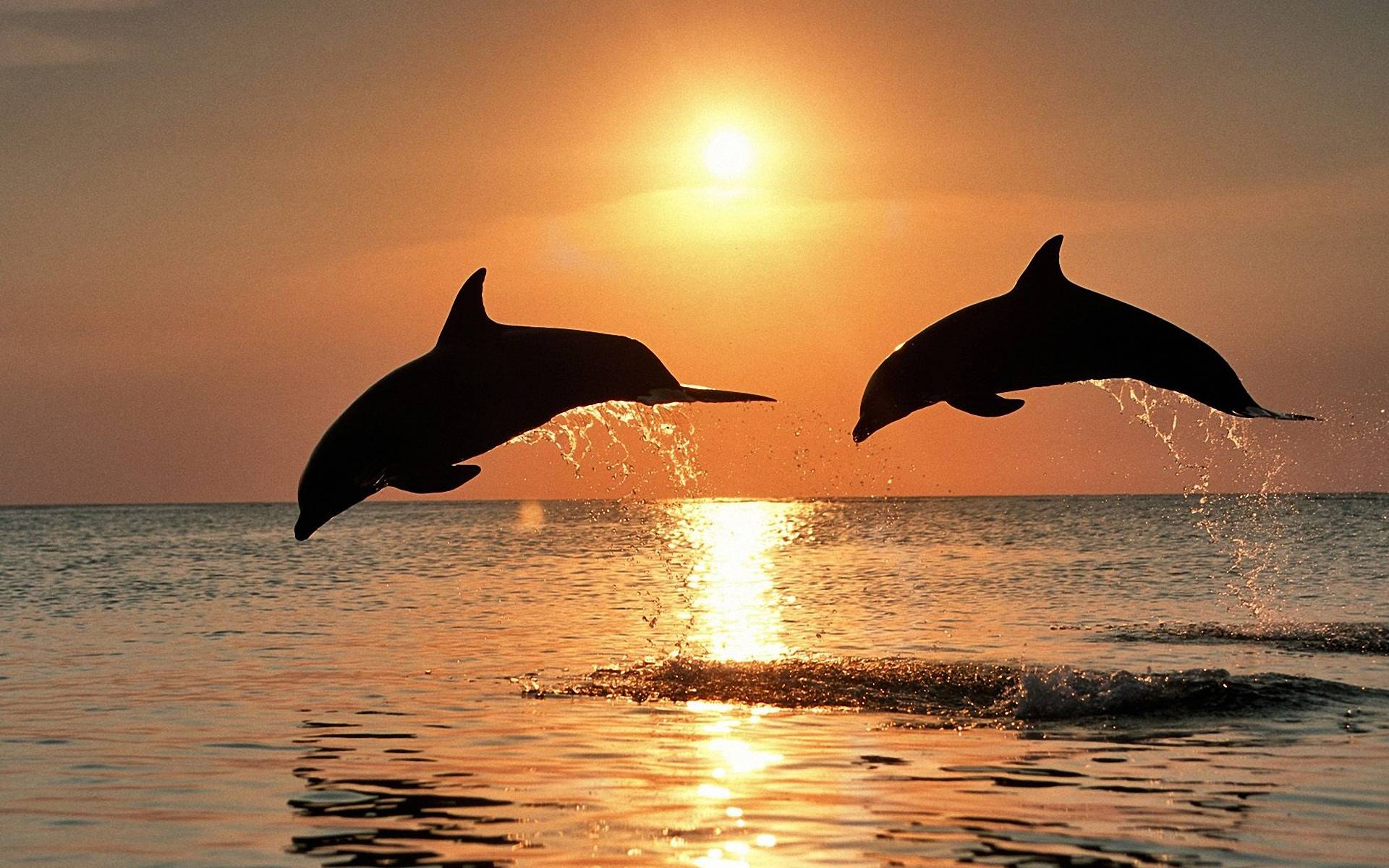 1920x1200 Dolphin Wallpaper