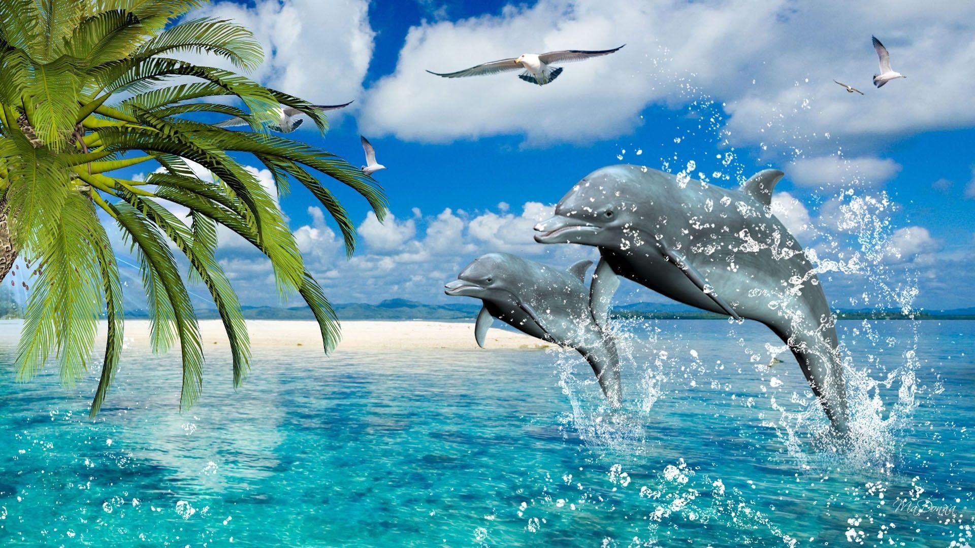Cute Dolphin Background Images HD Pictures and Wallpaper For Free Download   Pngtree
