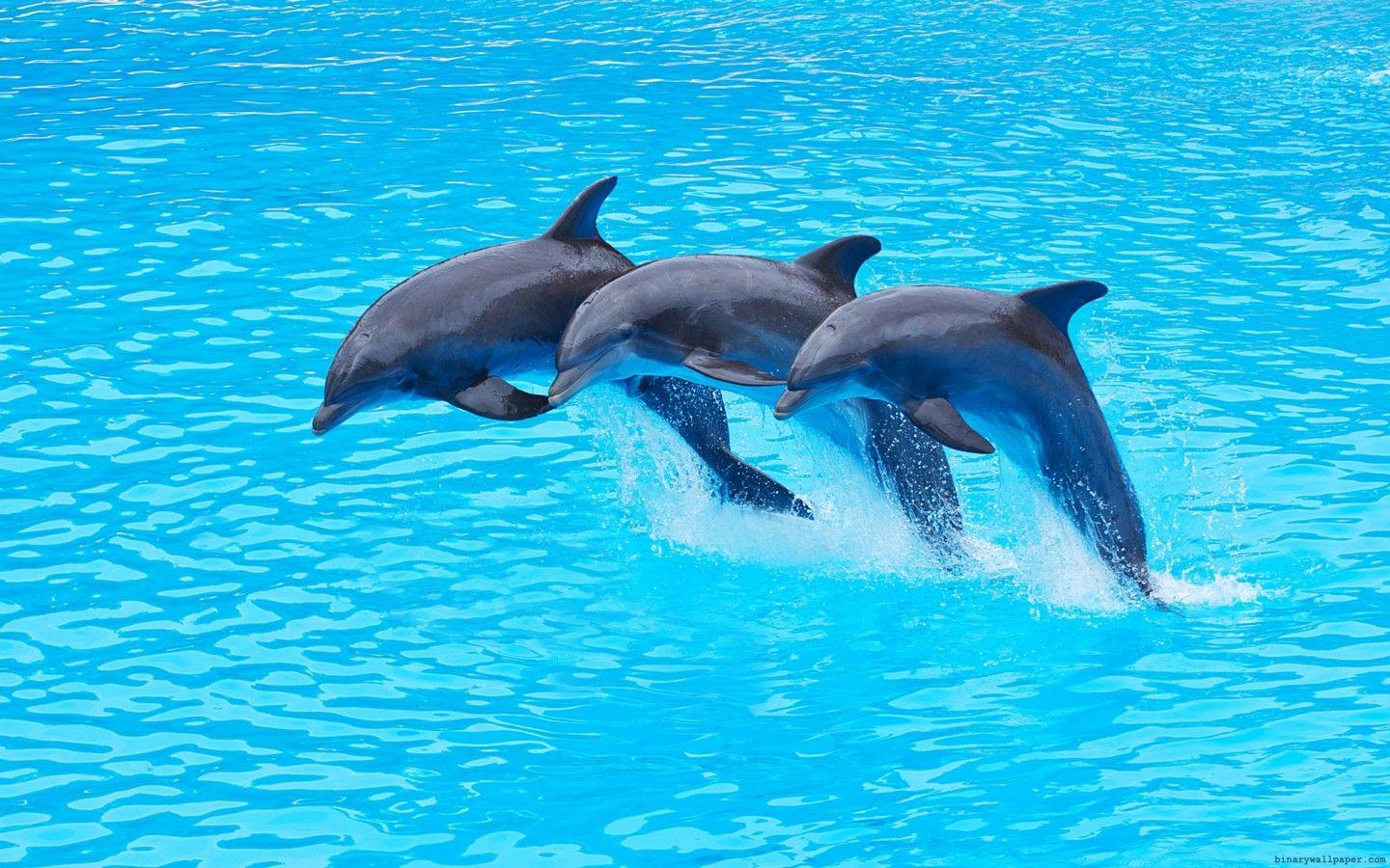 1440x900 Pack.181: Dolphin Wallpaper 1440x900 px