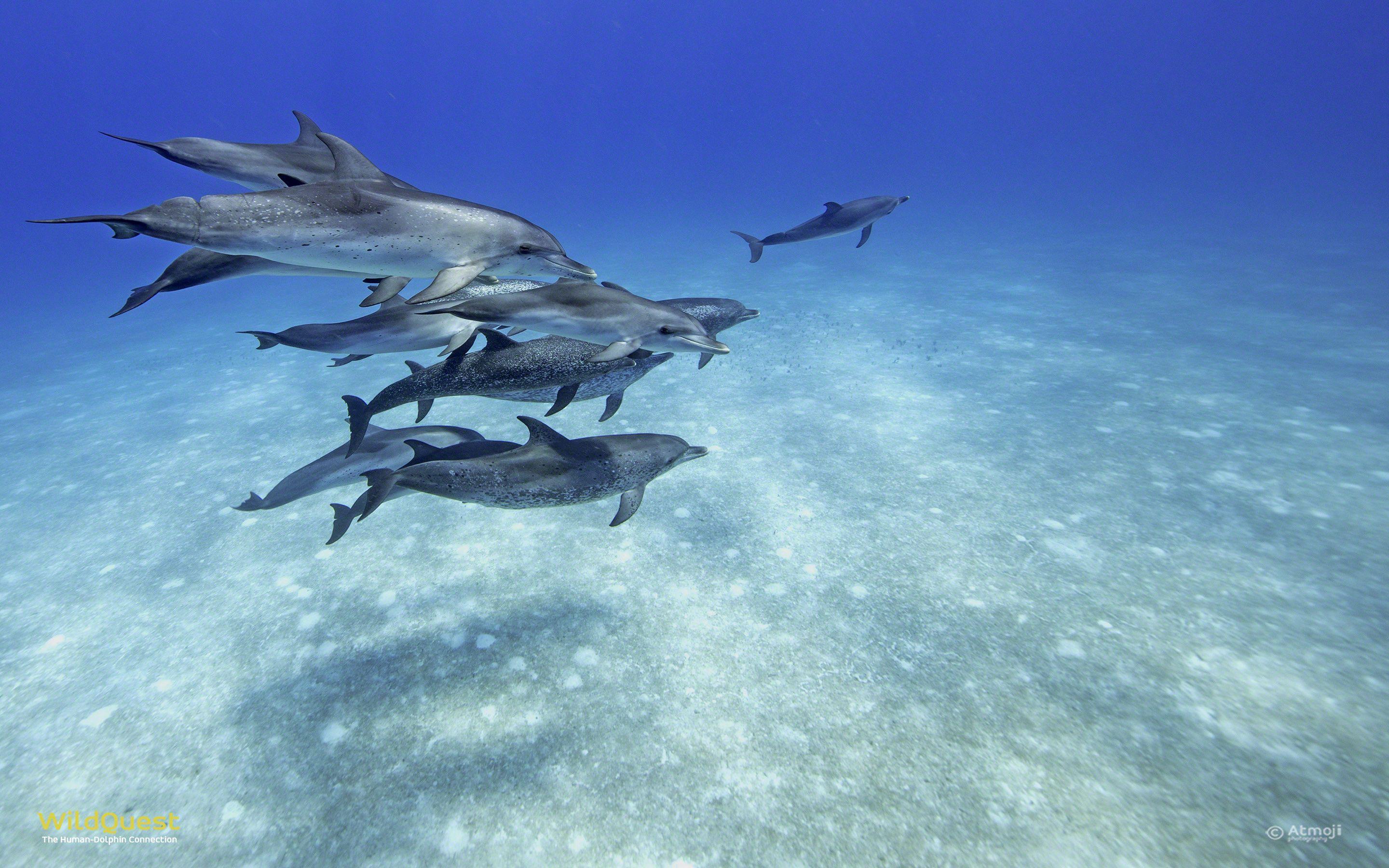 2880x1800 Dolphin Wallpaper