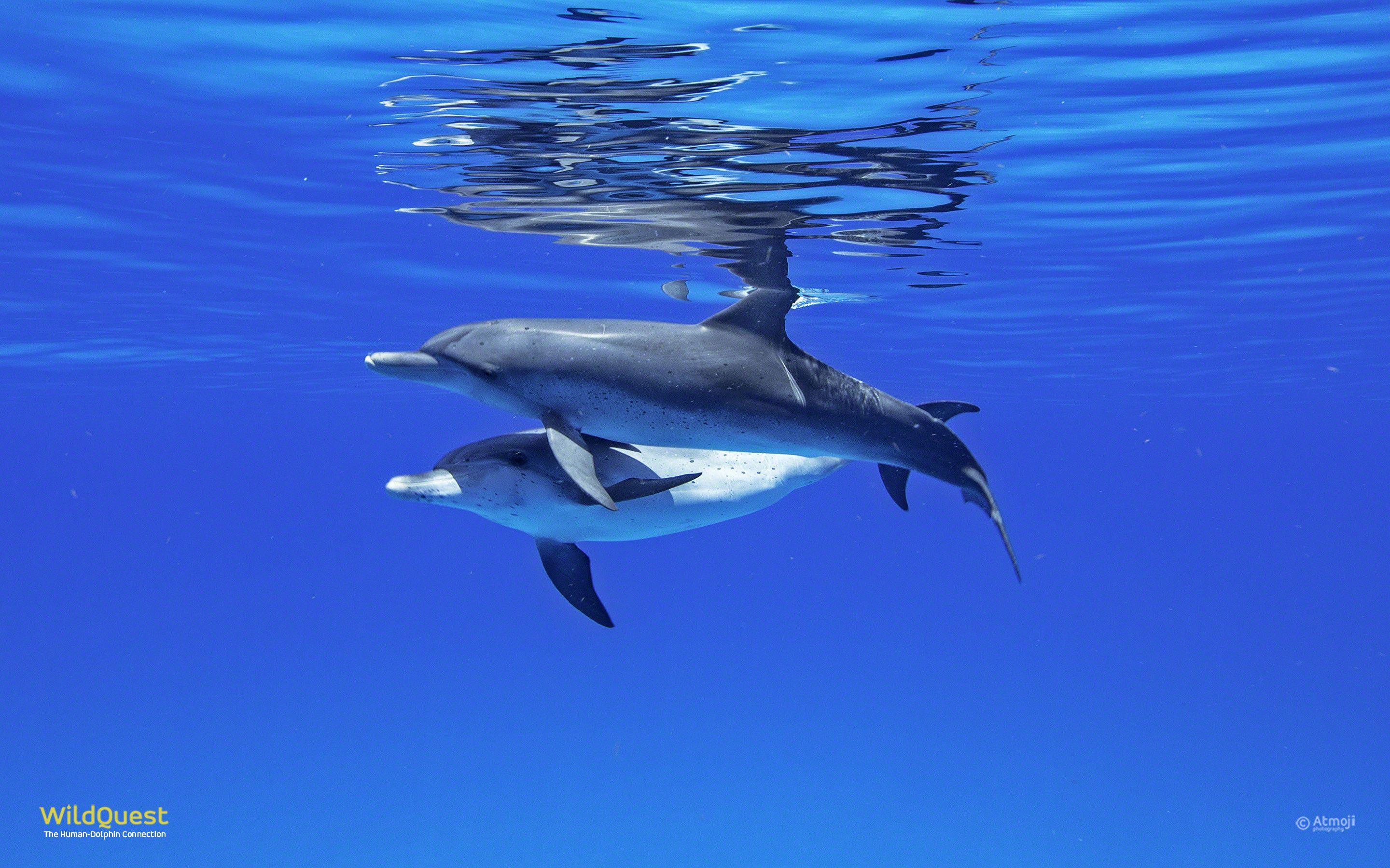 2880x1800 Dolphin Wallpaper