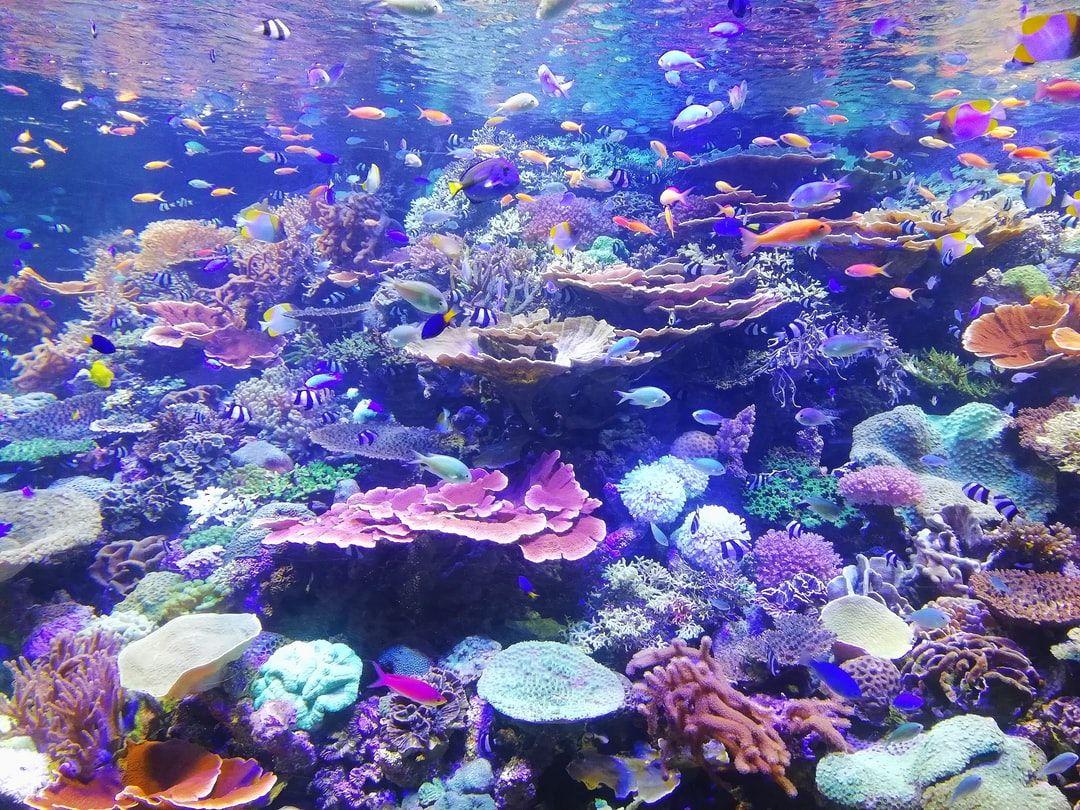 1080x810 Underwater Image. Download Free Image &