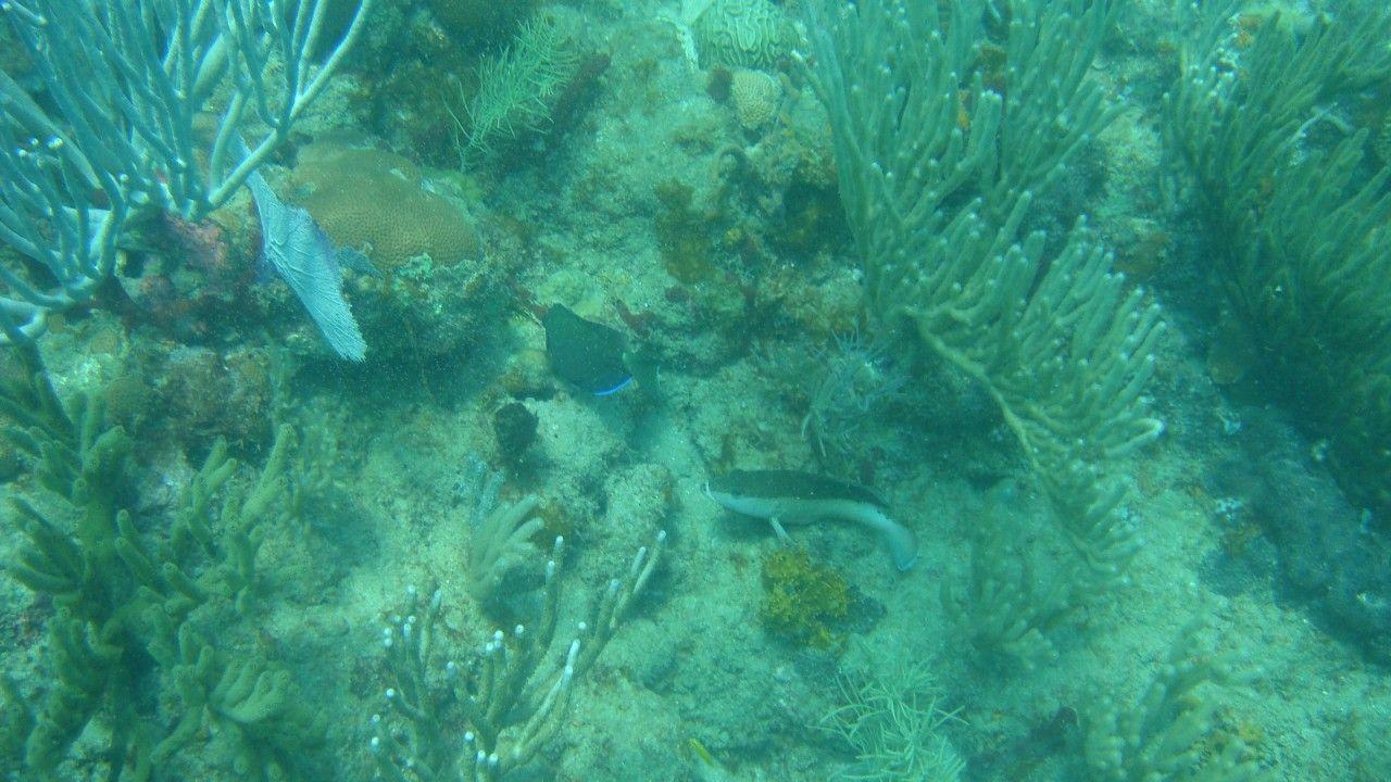 1280x720 hd underwater picture beautiful HD wallpaper