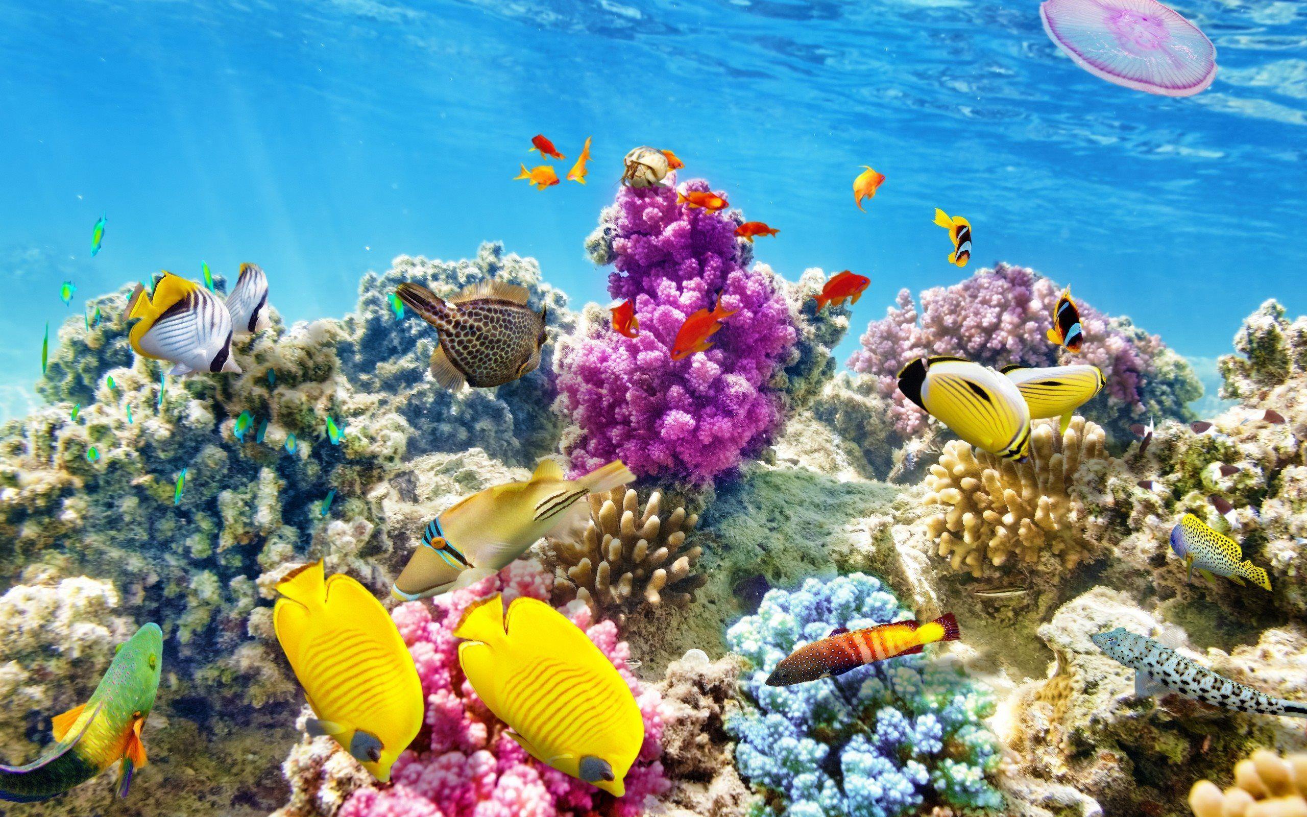 Beautiful Underwater Wallpapers - Top Free Beautiful Underwater ...