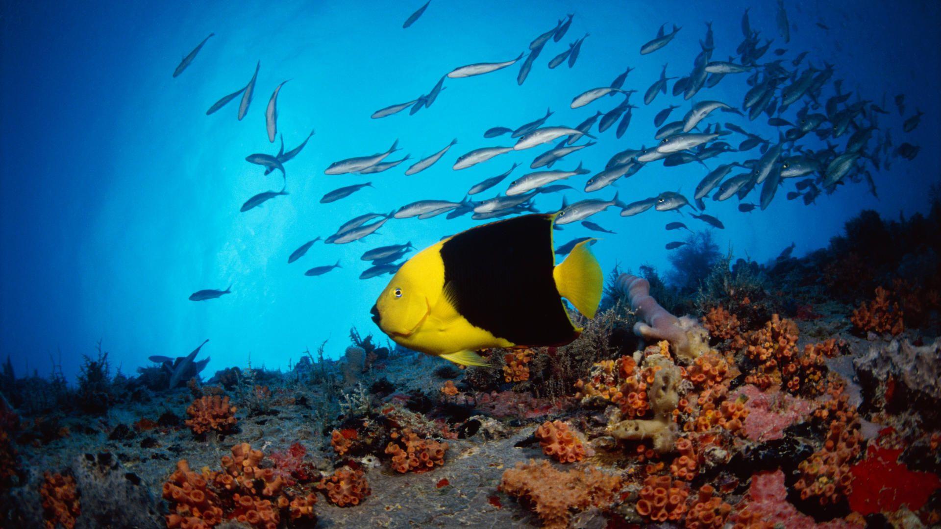 1920x1080 Beautiful【Fish】Facts & Photo Colorful Wallpaper