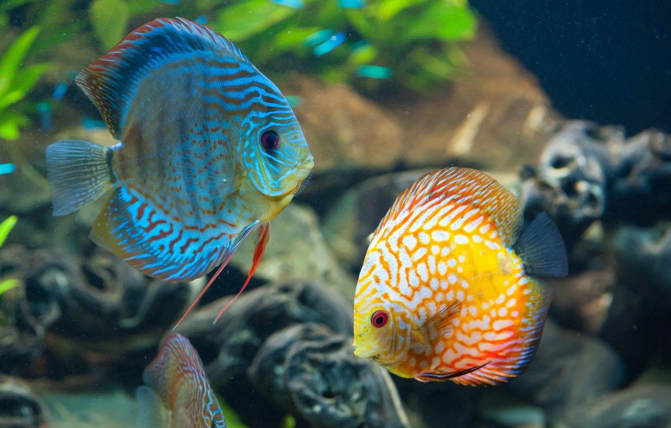 1332x850 Wallpaper sea, the ocean, fish, beautiful, under water, underwater, sea, ocean, beautiful, fish, coral reef, coral reef, Discus, Diskus image for desktop, section животные
