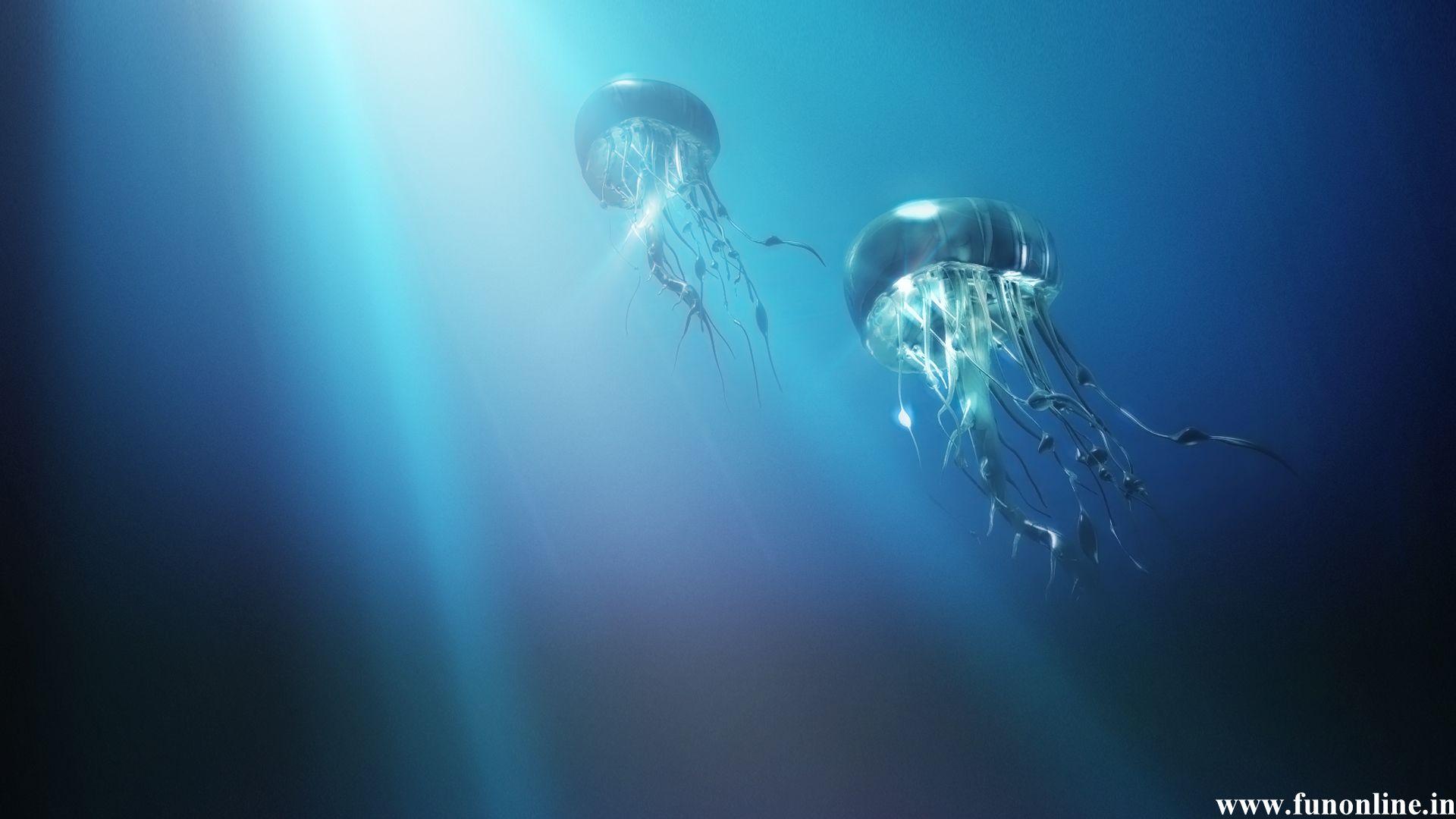 1920x1080 Beautiful Underwater Jellyfish Wallpaper