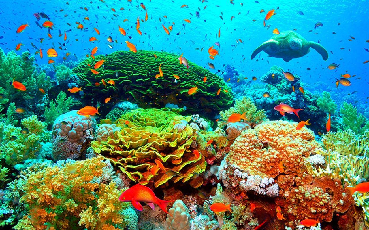 1280x800 Turtle corals underwater wallpaperx800