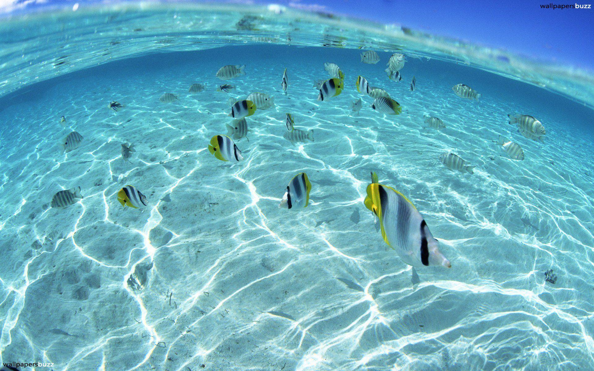 1920x1200 Underwater World of Hawaii HD Wallpaper