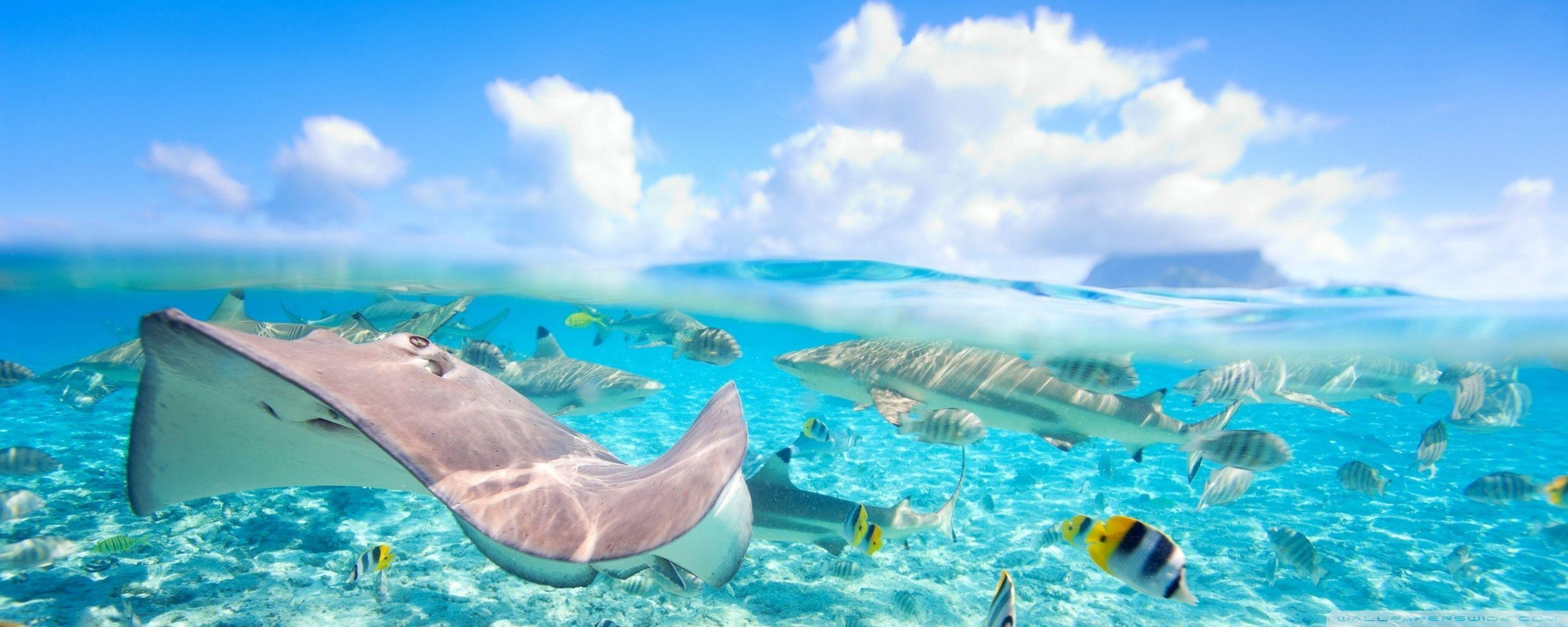 2560x1024 Tropical Underwater World ❤ 4K HD Desktop Wallpaper for 4K