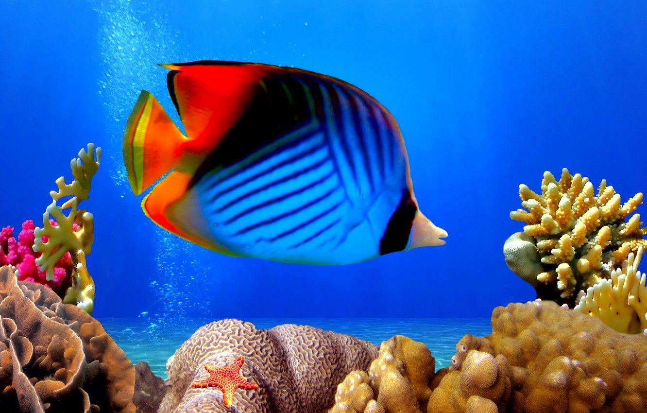 1332x850 Wallpaper underwater world, underwater, ocean, fishes