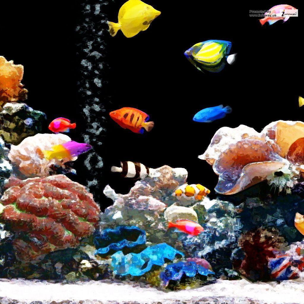 1024x1024 Colorful tropical fish wallpaper. Colorful tropical fish wa