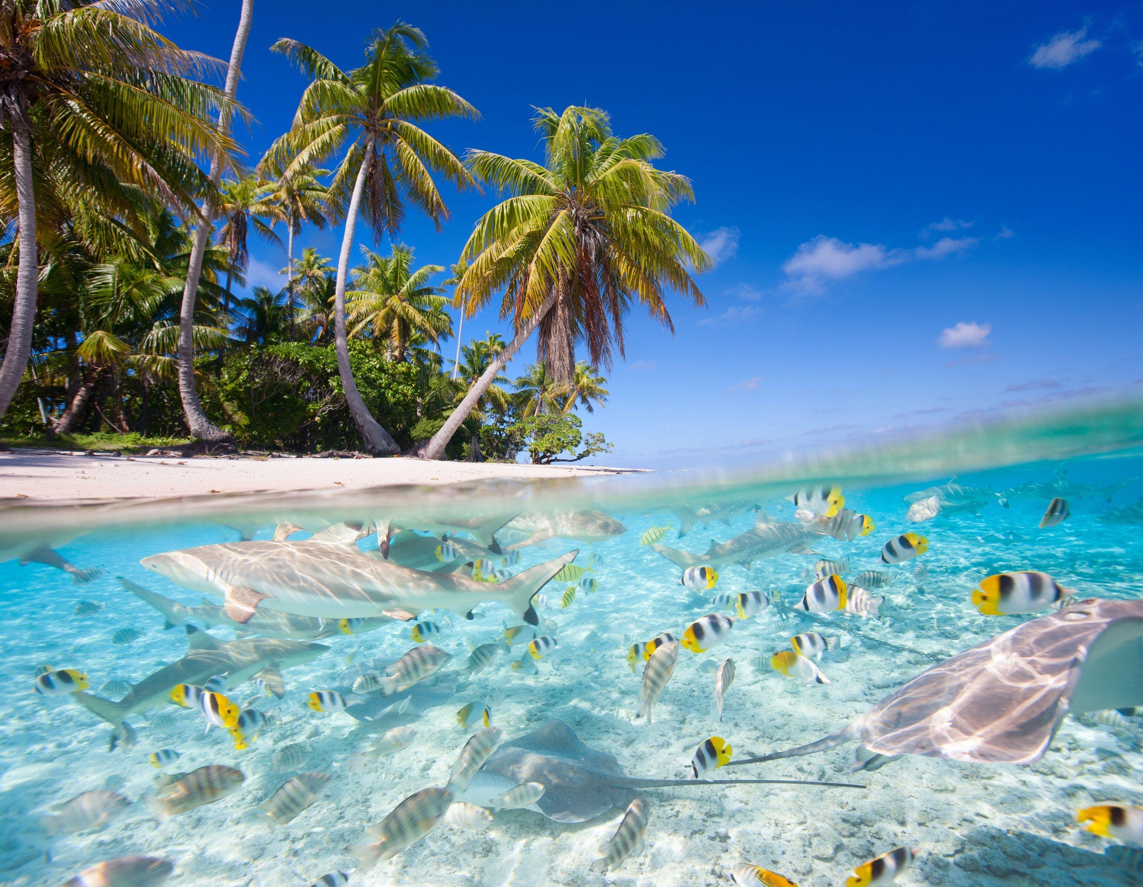 Воды карибских островов. Голубая Лагуна Саона Доминикана. Гавайи Мальдивы Карибы. Лагуна Карибы. Парадиз остров Карибского моря.