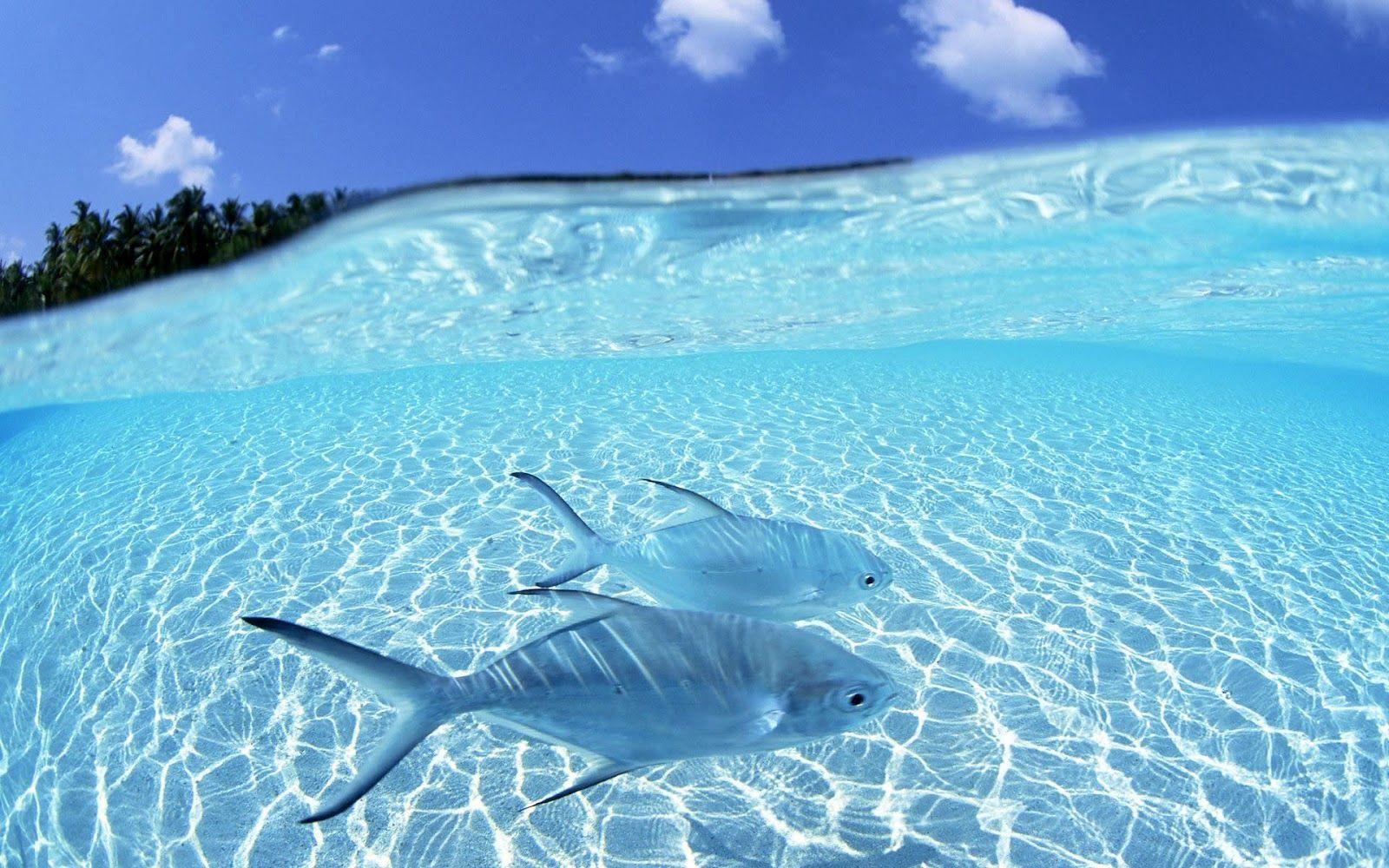 1600x1000 Exotic fish wallpaper Gallery