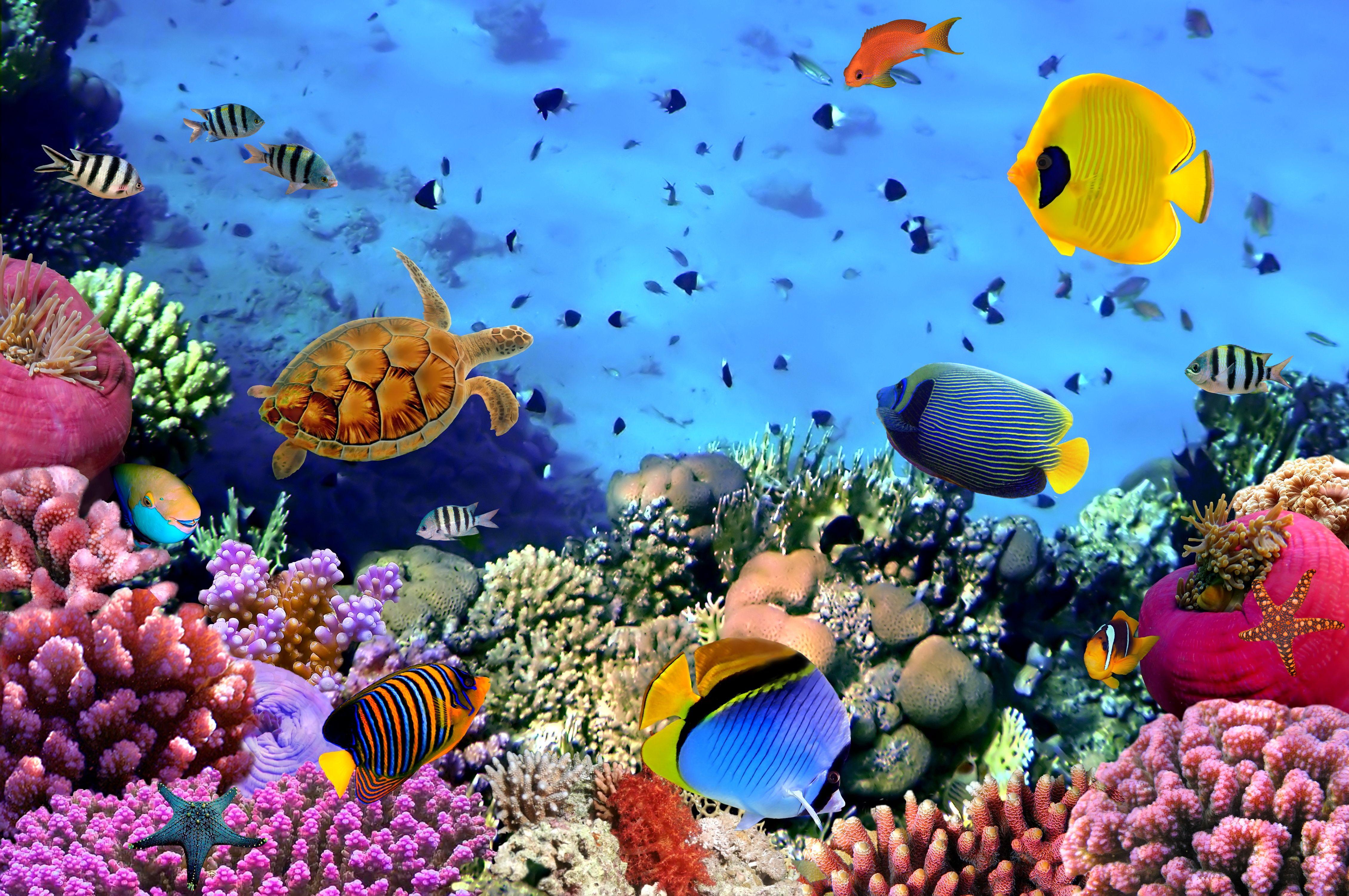 4520x3002 Underwater Wallpaper. Underwater