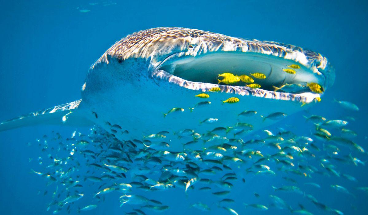 1199x700 Whale shark underwater ocean sea wallpaperx2949