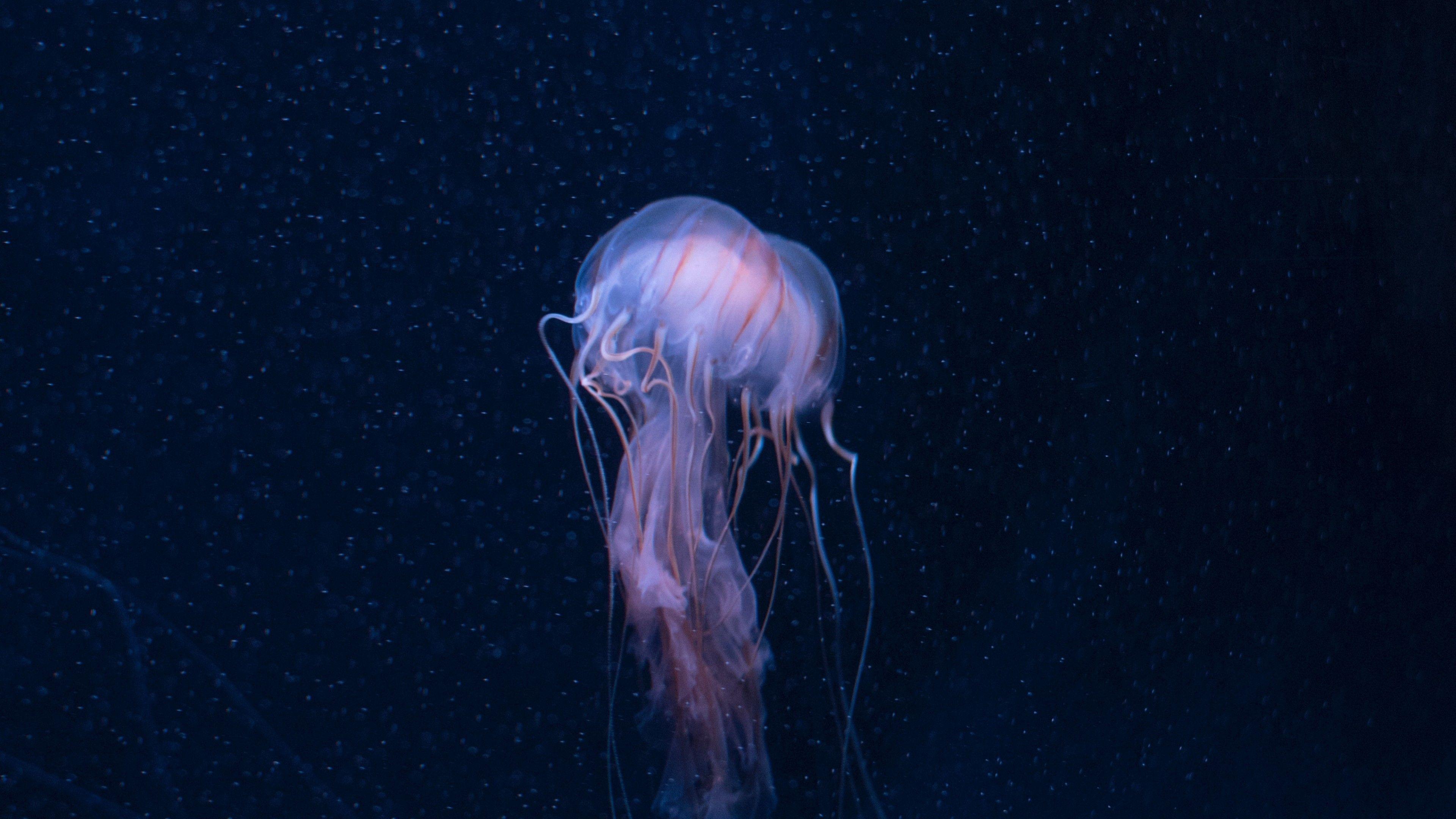 3840x2160 Download 3840x2160 Jellyfish, Underwater, Ocean Wallpaper