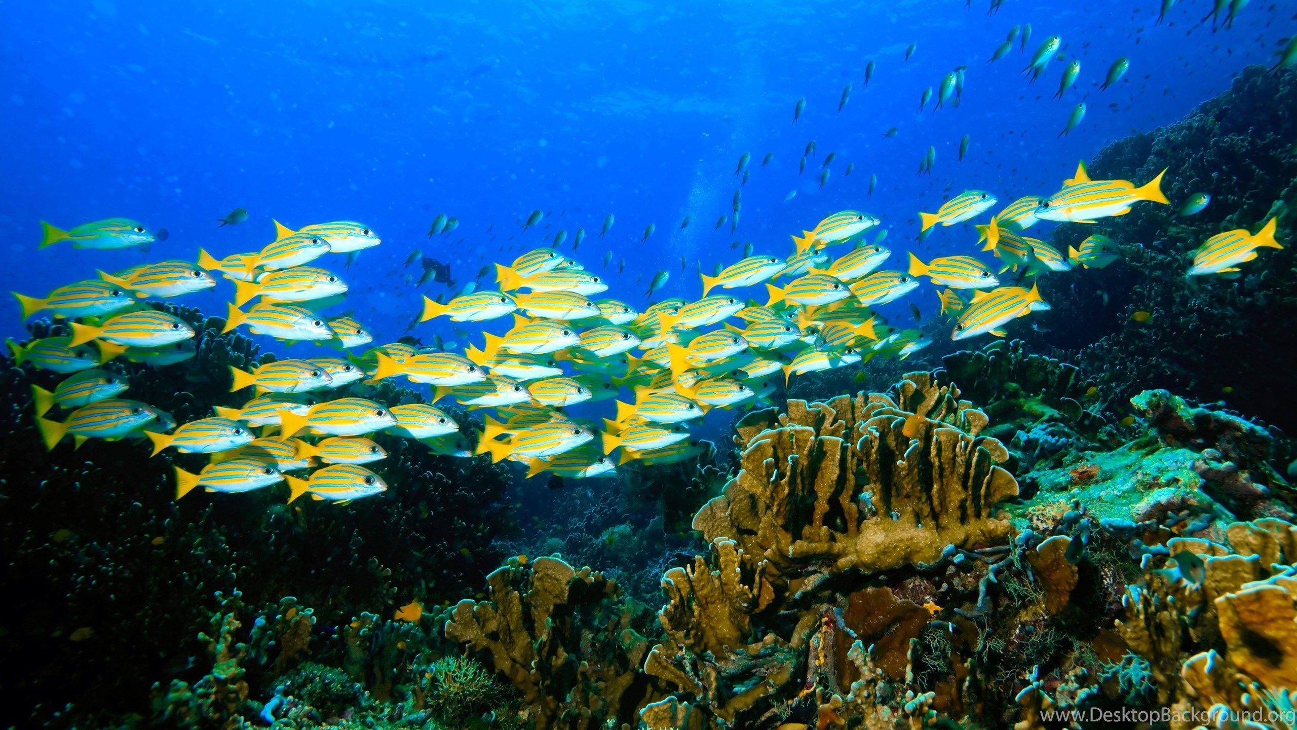 2560x1440 Underwater World Nature Ocean Sea Tropical Reel Coral