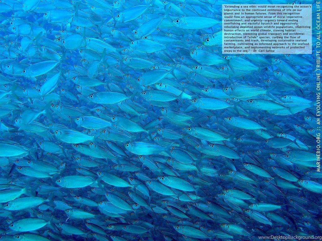 1024x768 Deep Sea Wallpaper HD Desktop Background