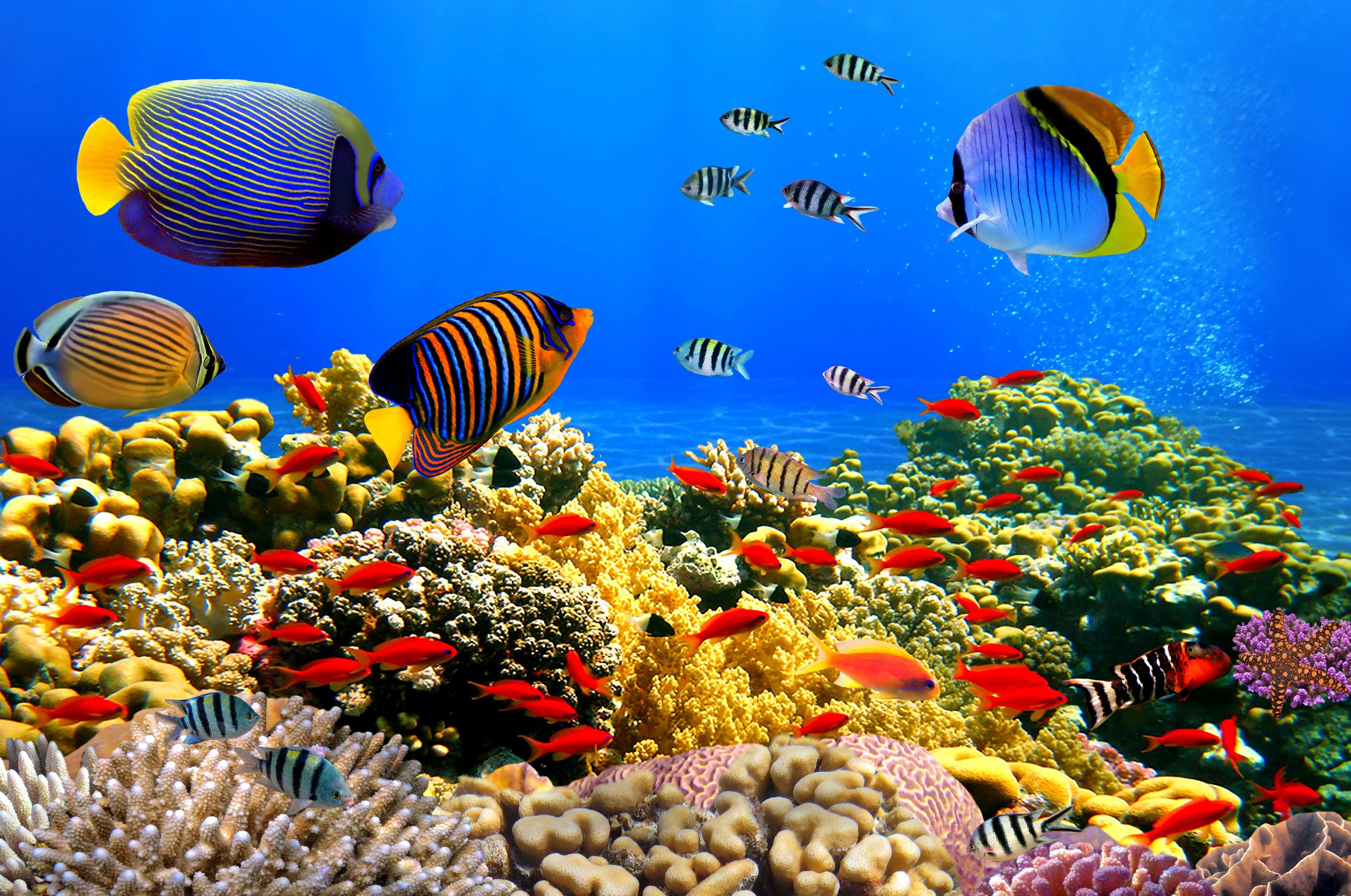 Tropical Underwater Wallpapers Top Free Tropical Underwater