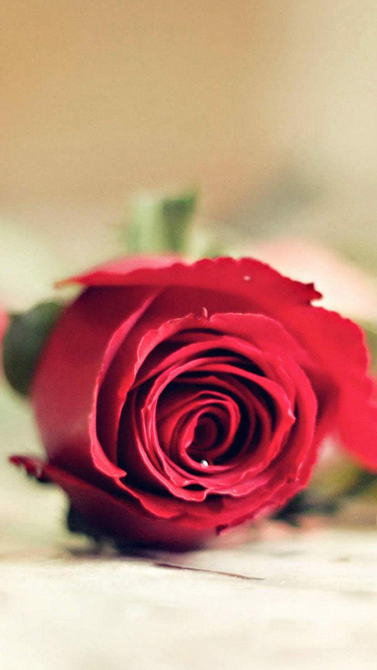 Love Iphone Wallpapers Top Free Love Iphone Backgrounds Wallpaperaccess