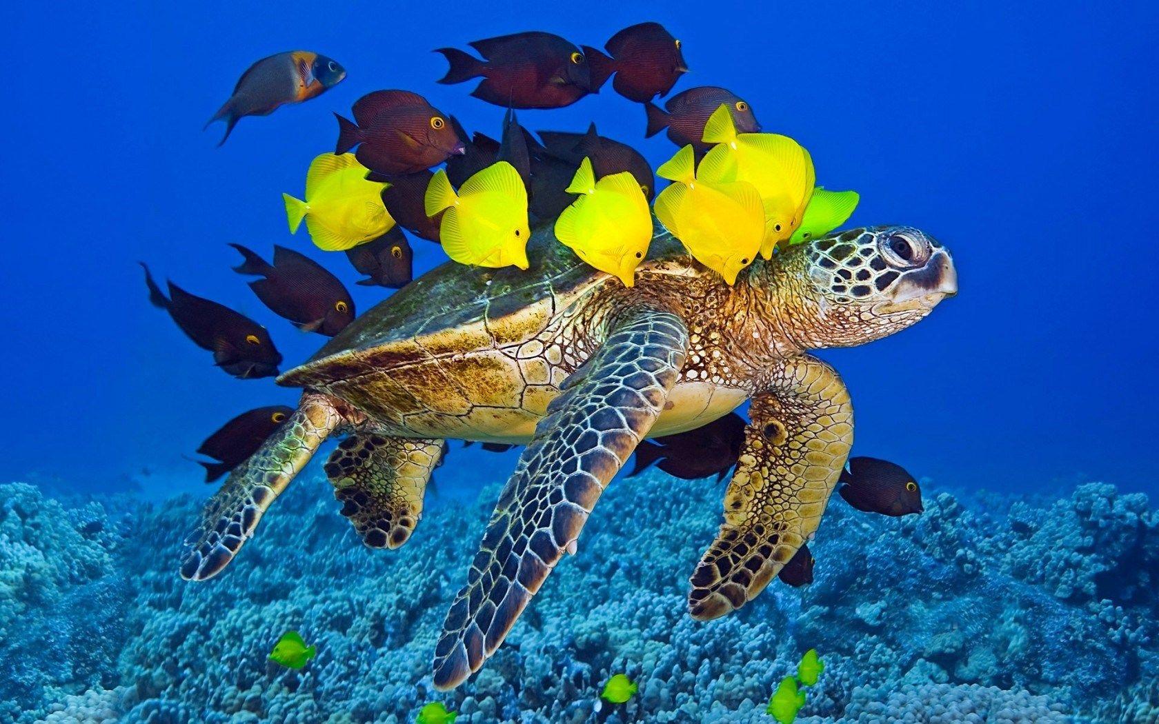 1680x1050 Turtle Yellow Fish Underwater Ocean wallpaperx1050