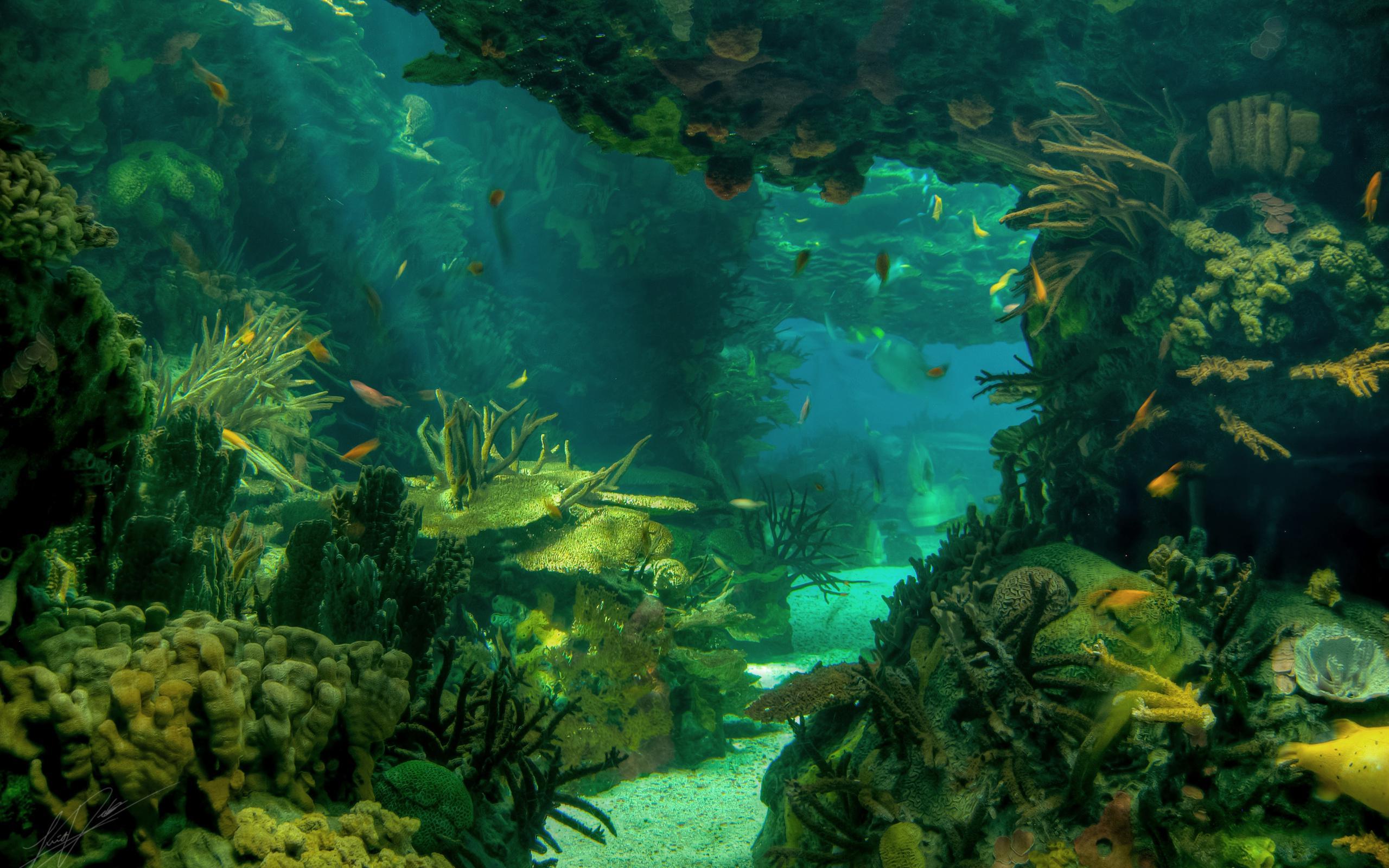 2560x1600 HD Sea Seabed Landscape Underwater Ocean Fish Photo Download