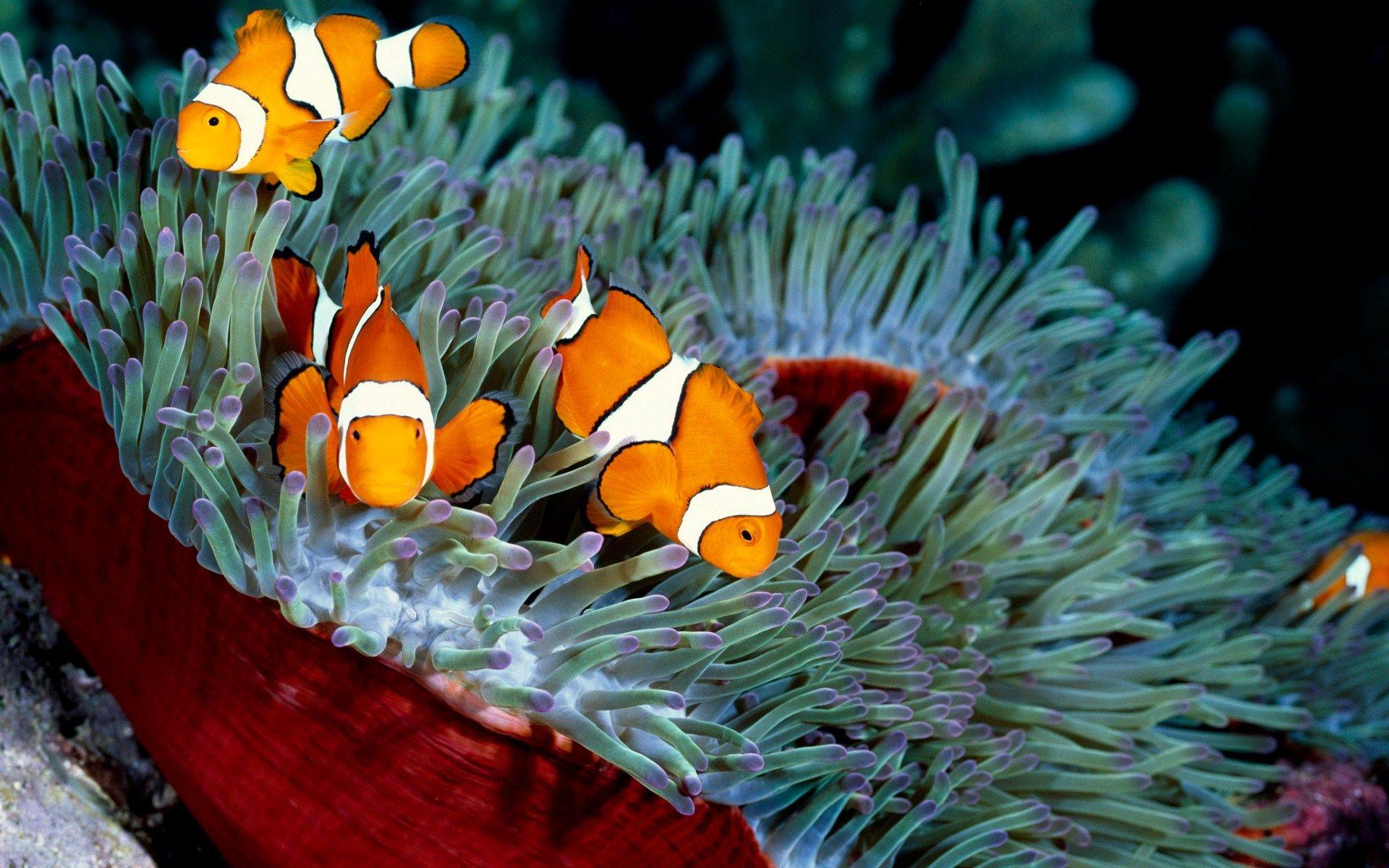 1920x1200 Underwater Ocean Photos Hd Wallpaper
