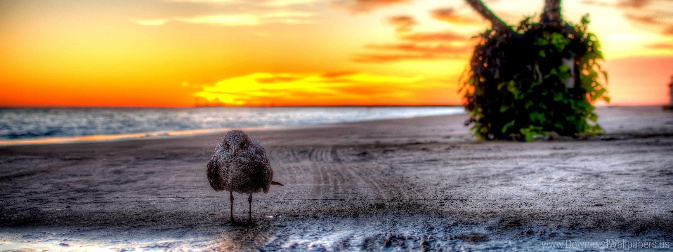 2304x864 Download Dual Screen Wide 2304x864 Sunset Wallpaper