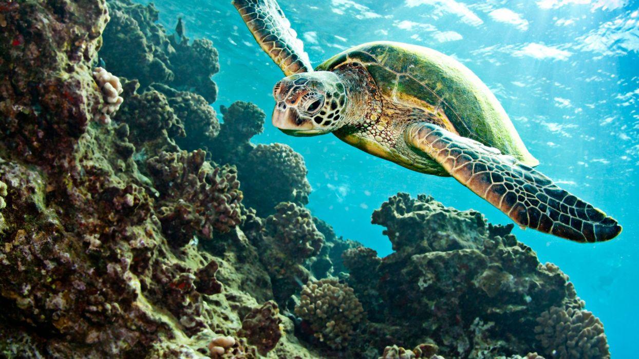 1244x700 Turtle Tortoise Underwater Ocean wallpaperx1080