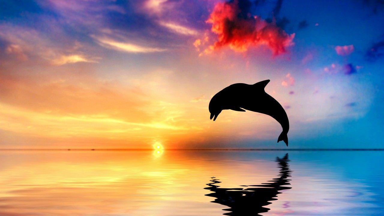 Dolphin Sunset Wallpapers Top Free Dolphin Sunset Backgrounds