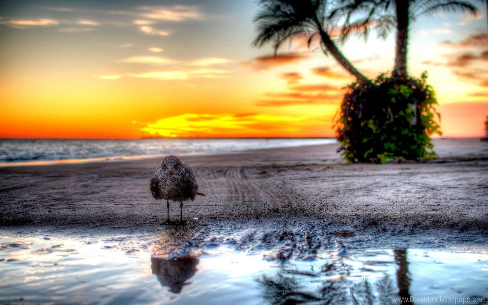 1680x1050 Download Widescreen 16:10 1680x1050 Sunset Wallpaper