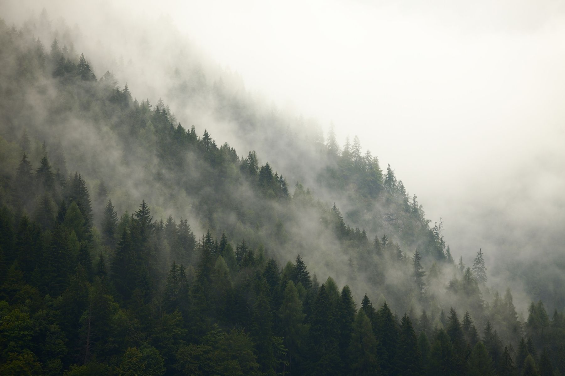 1800x1199 Misty Mountainside Wallpaper