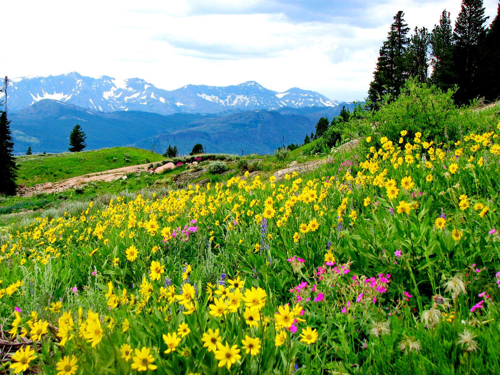 1600x1200 Flowers on the Mountainside