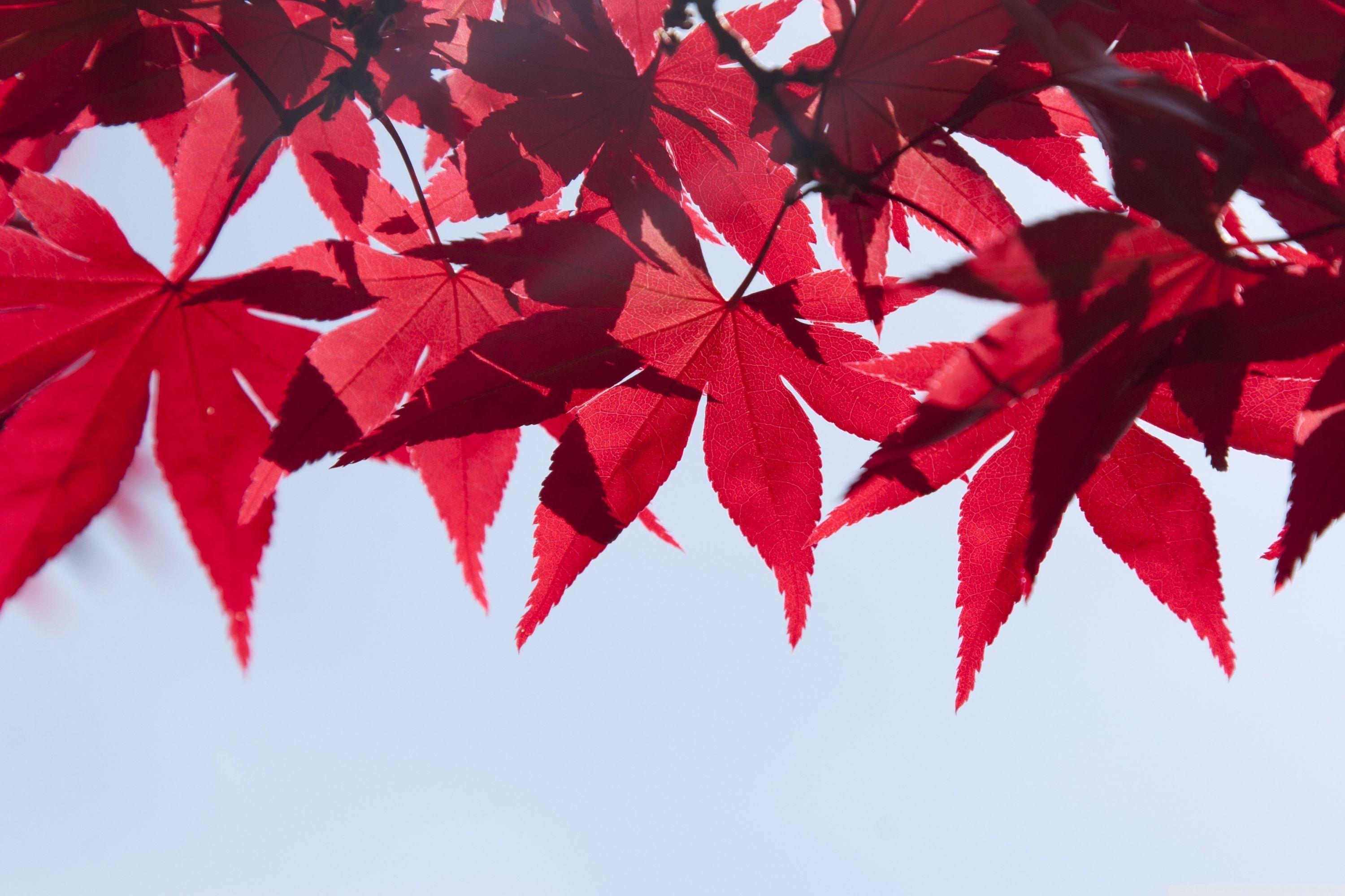 3000x2000 Red Japanese Maple Leaves, Fall ❤ 4K HD Desktop Wallpaper for 4K