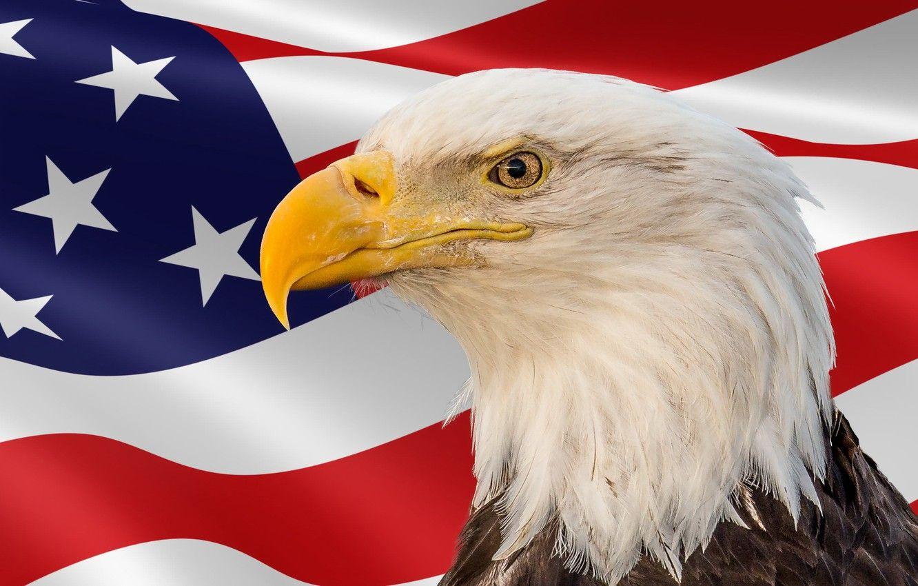 1332x850 Wallpaper bird, flag, Memorial Day image for desktop, section разное