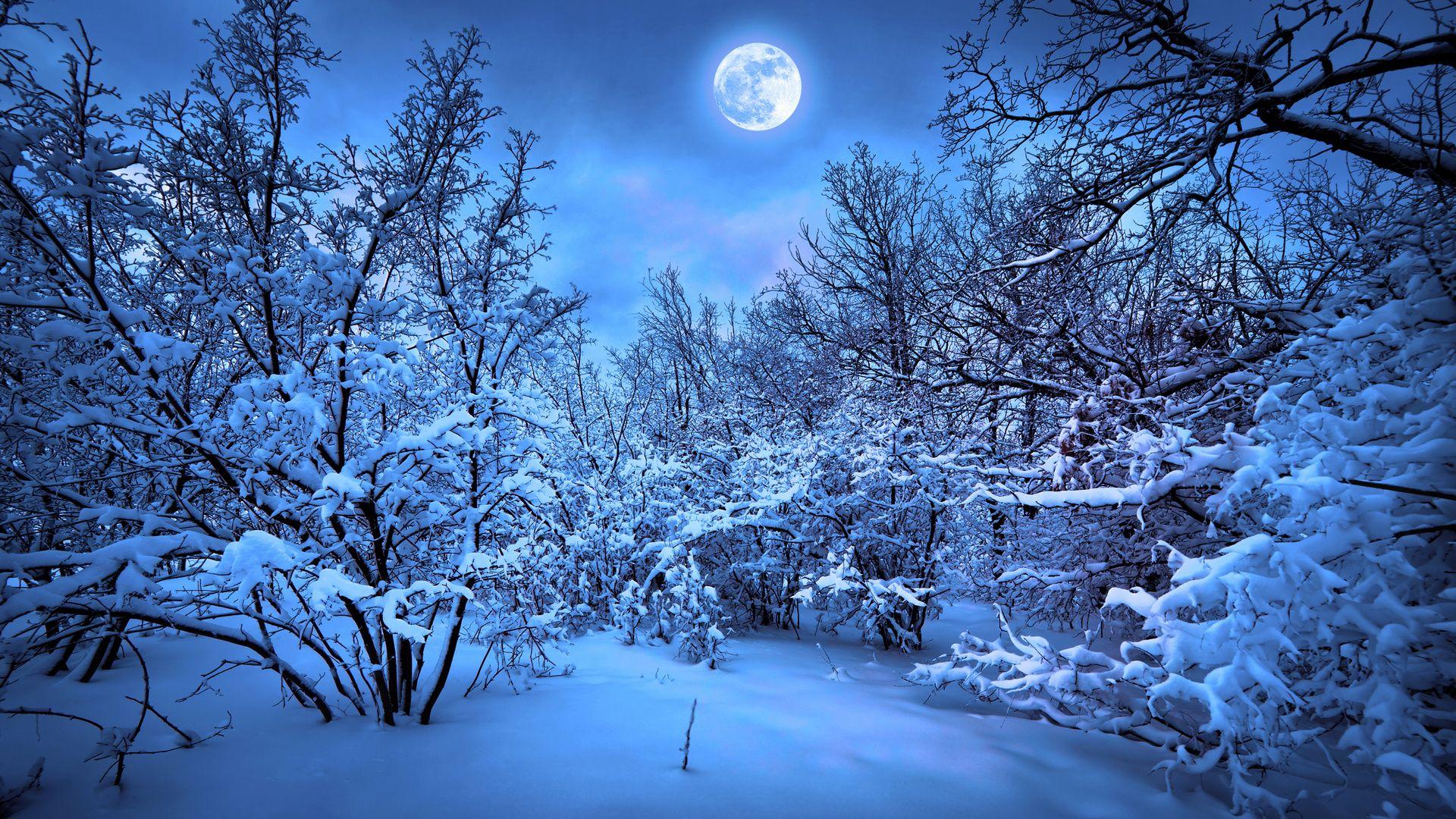 1920x1080 Forest moon night snow winter f wallpaperx1080