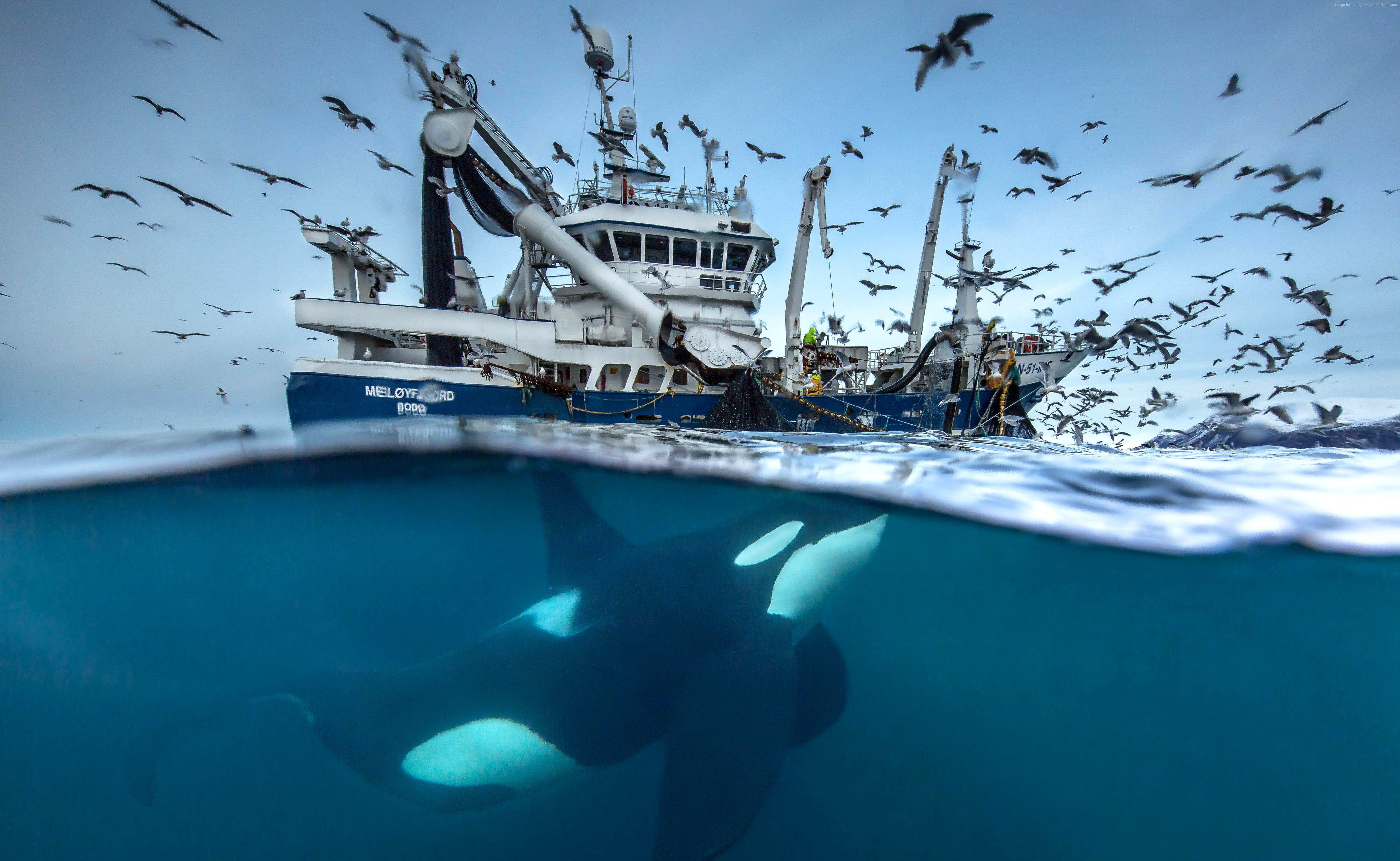 5188x3192 Black and white killer whale under blue and white ship during