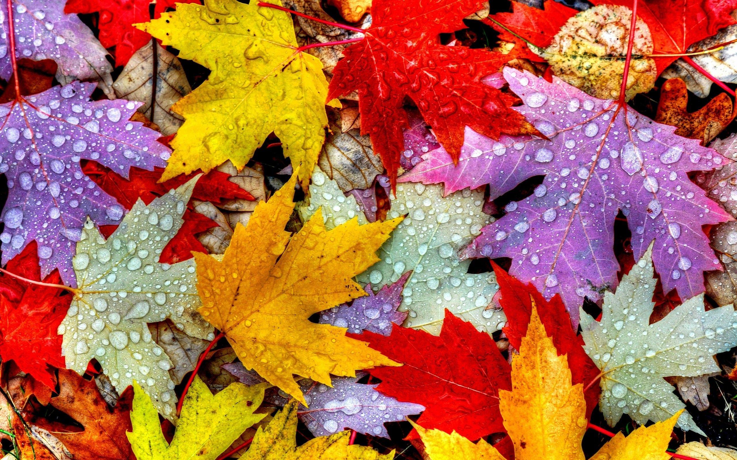 Colorful Leaves Wallpapers - Top Free Colorful Leaves Backgrounds
