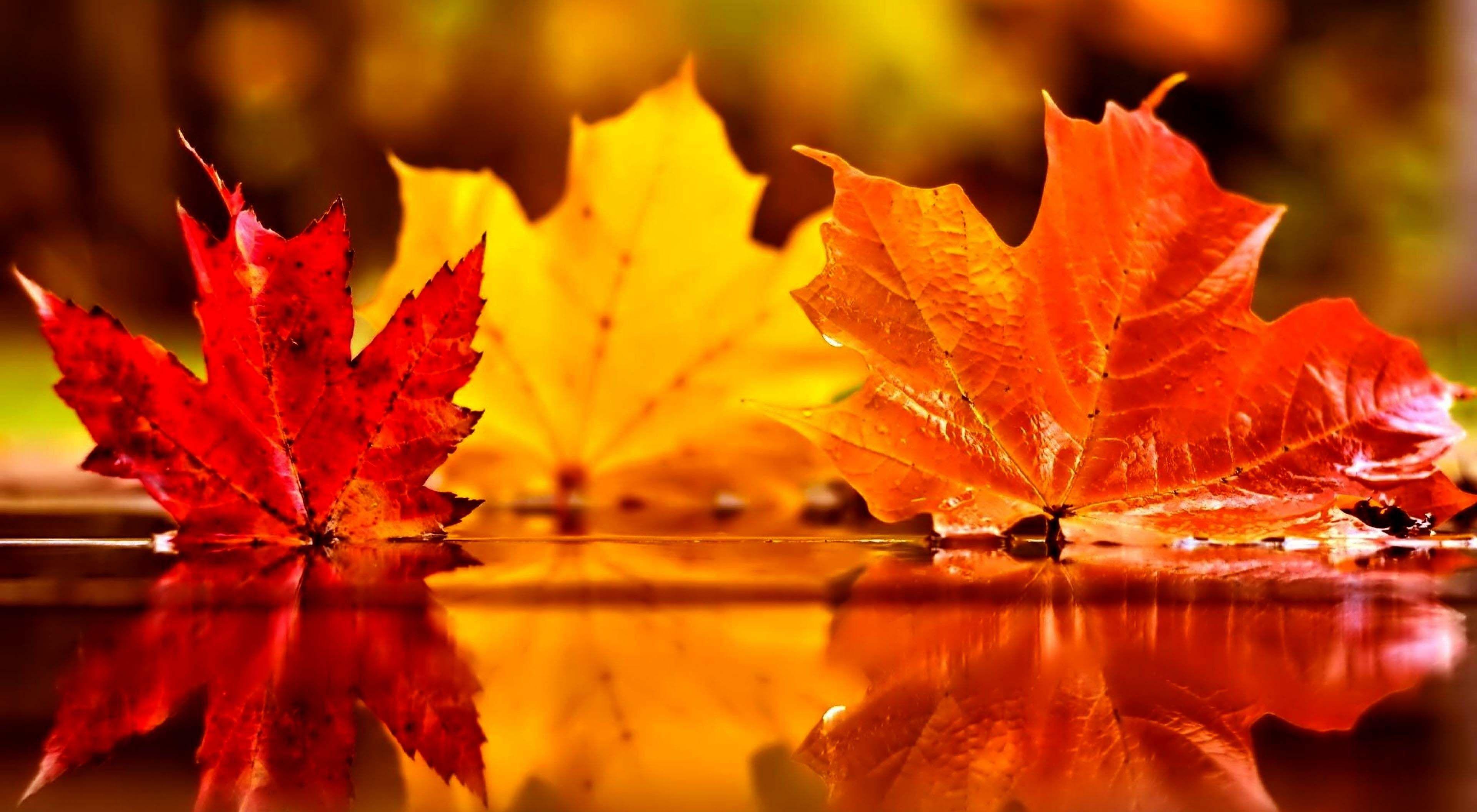 Free Fall Leaves Wallpaper